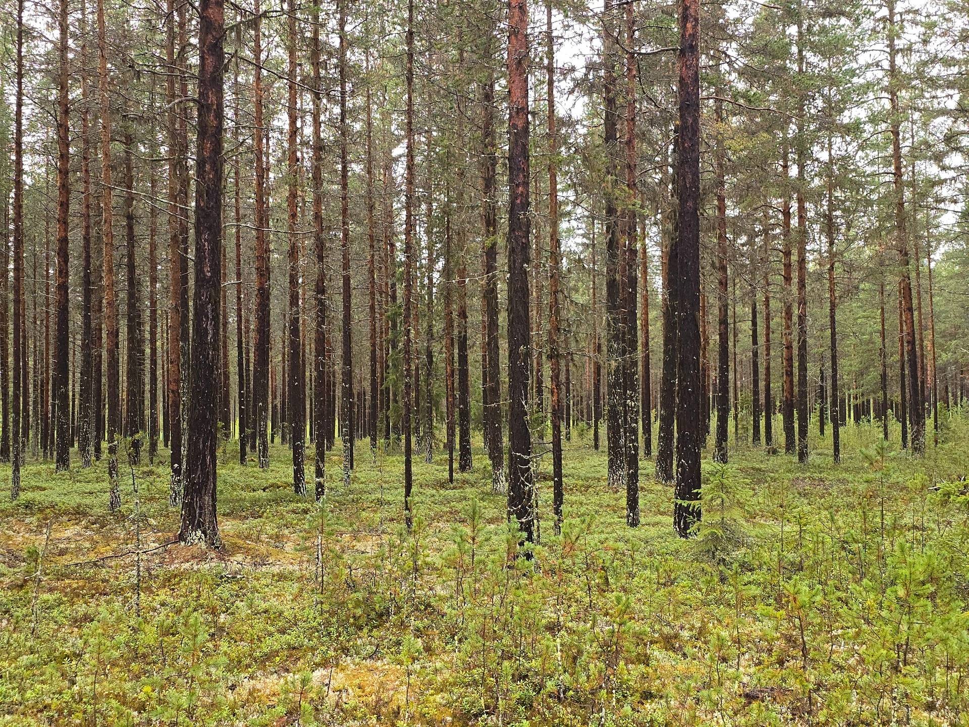 Gård/skog på Sollefteå Gösing 1:57 Junsele Sollefteå kommun - bild 2