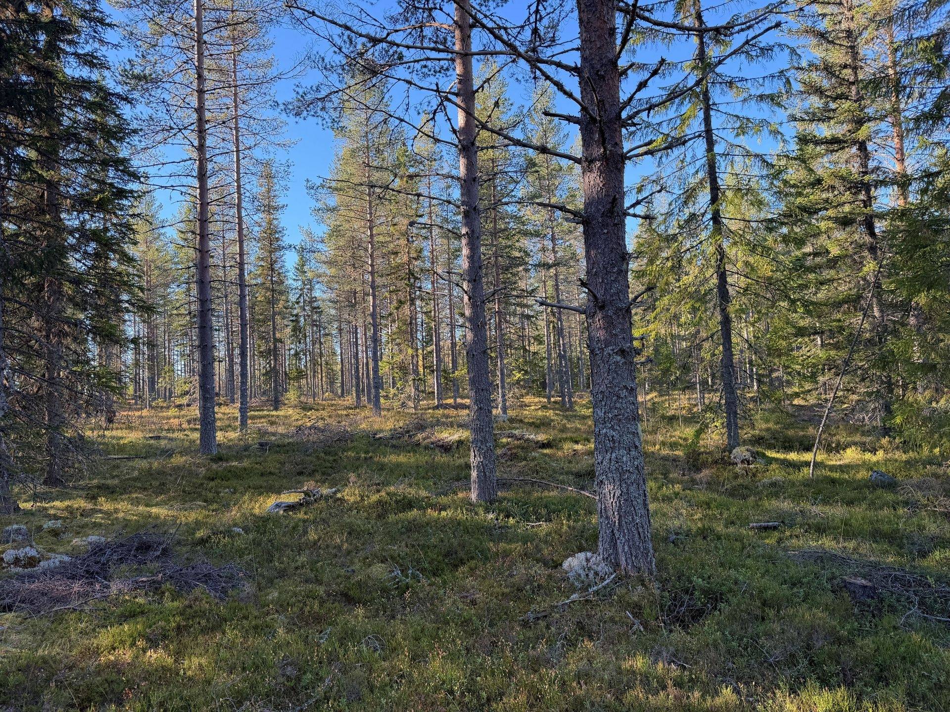 Gård/skog på Hansjö 8:5 Orsa kommun - bild 12