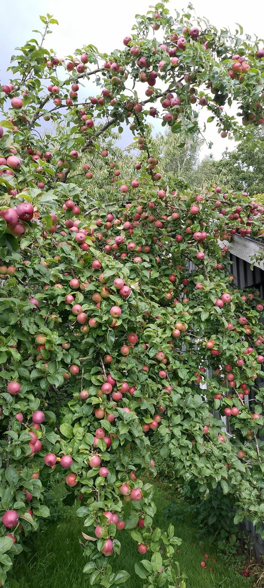 7 rum Gård med jordbruk på Julosten 1 Värnamo Värnamo kommun - bild 24