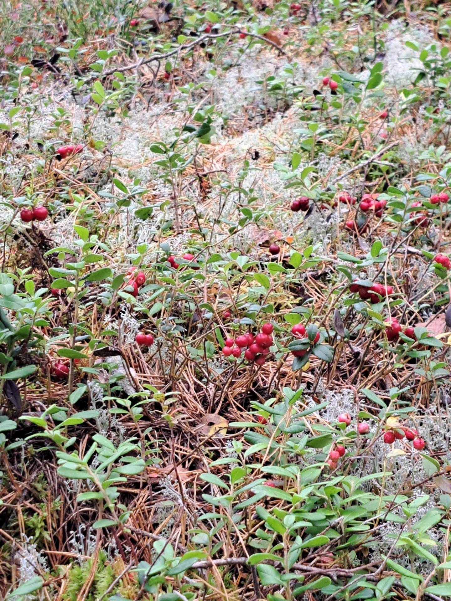 10 rum Gård/skog på Torsätra gård 1 Nykvarn Nykvarns kommun - bild 100