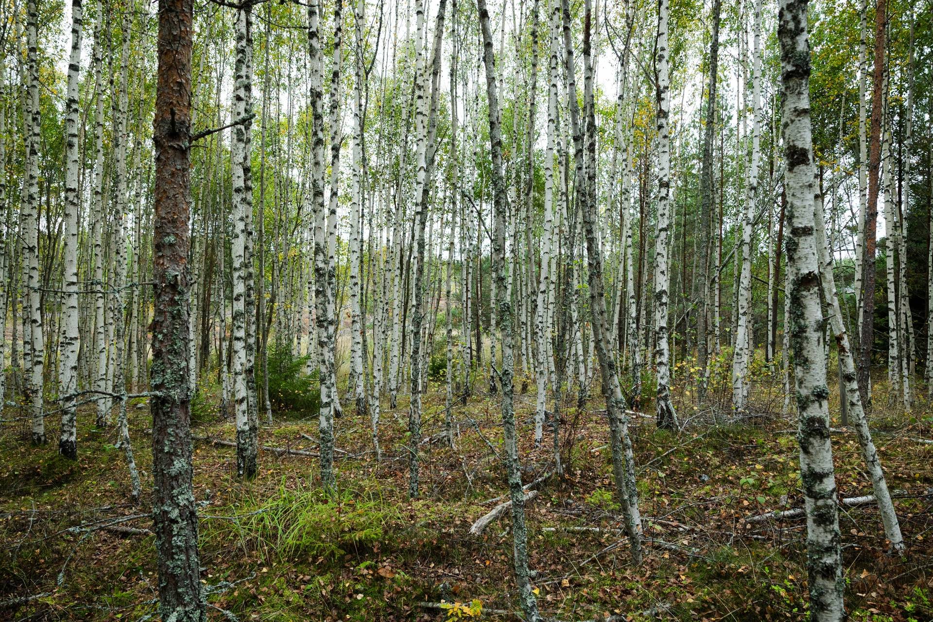 5 rum Gård/skog på Mellringe gård 1 Läggesta/Hedlandet Mariefred Strängnäs kommun - bild 23