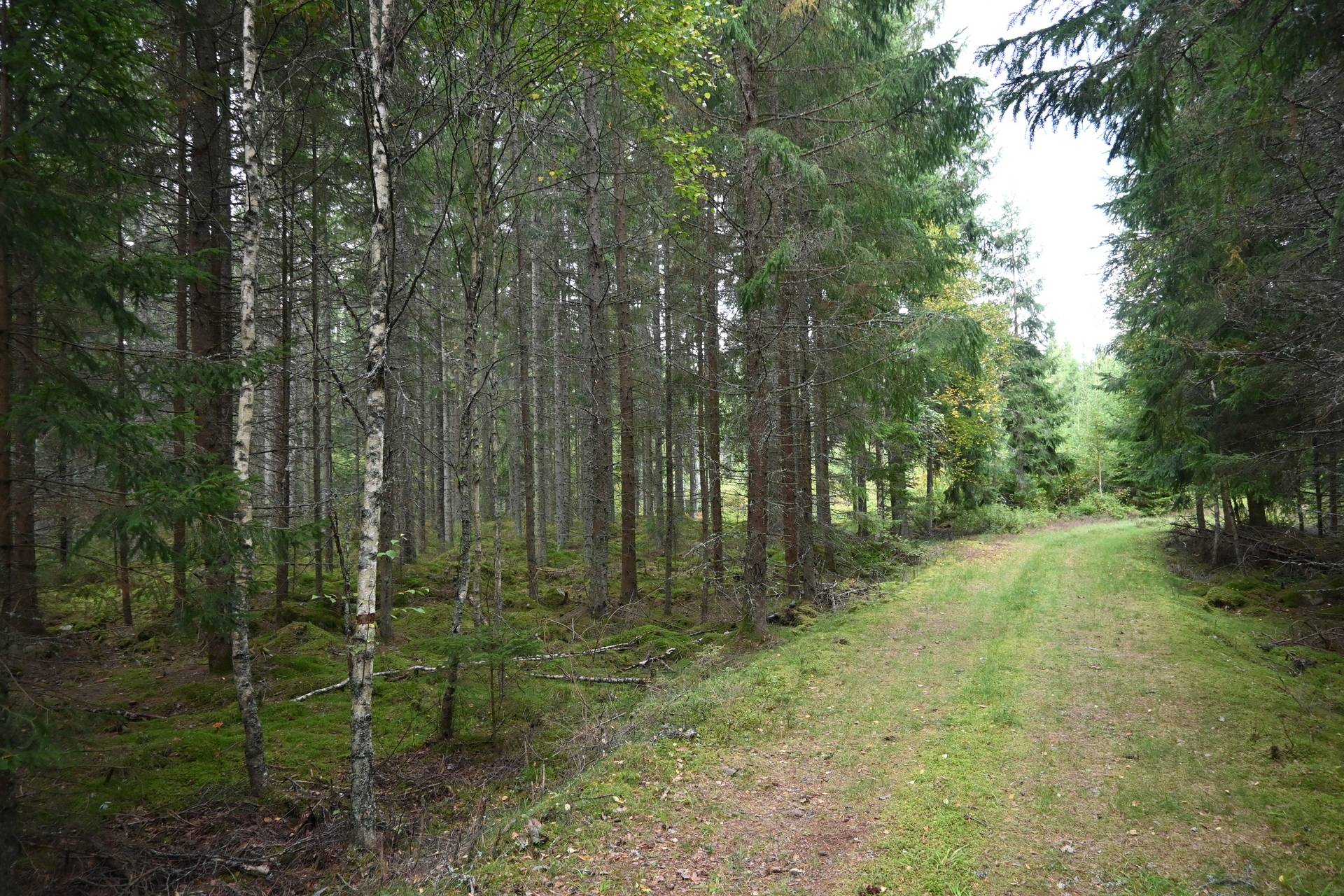 Gård med skogsbruk på EMMABODA MÅNSAMÅLA 2:27 Emmaboda kommun - bild 6