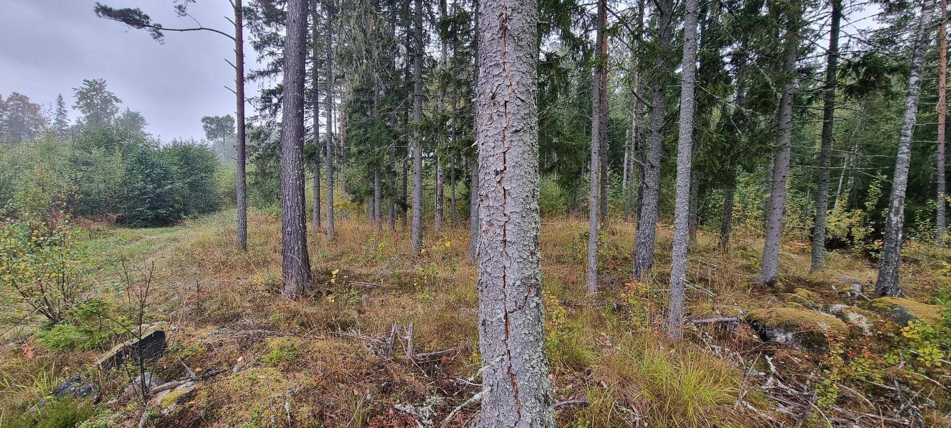 Gård/skog på Vamsta, intill naturreservatet Östhammars kommun - bild 13