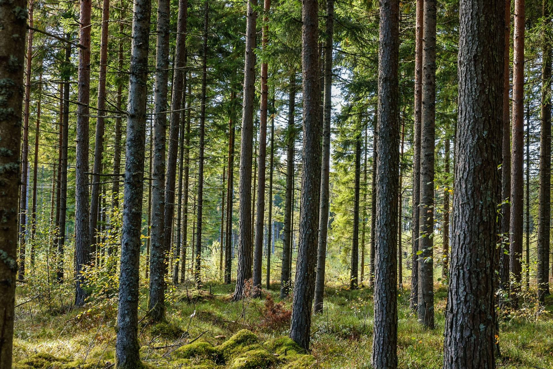 Gård/skog på SVENLJUNGA UGGLEBO 2:3 Örsås Svenljunga kommun - bild 14