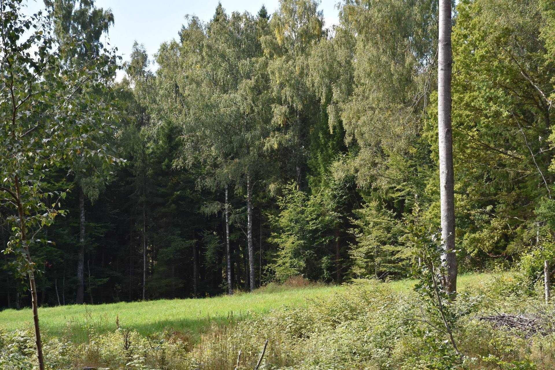 Gård/skog på Sandsjö Ormesberga Växjö kommun - bild 3