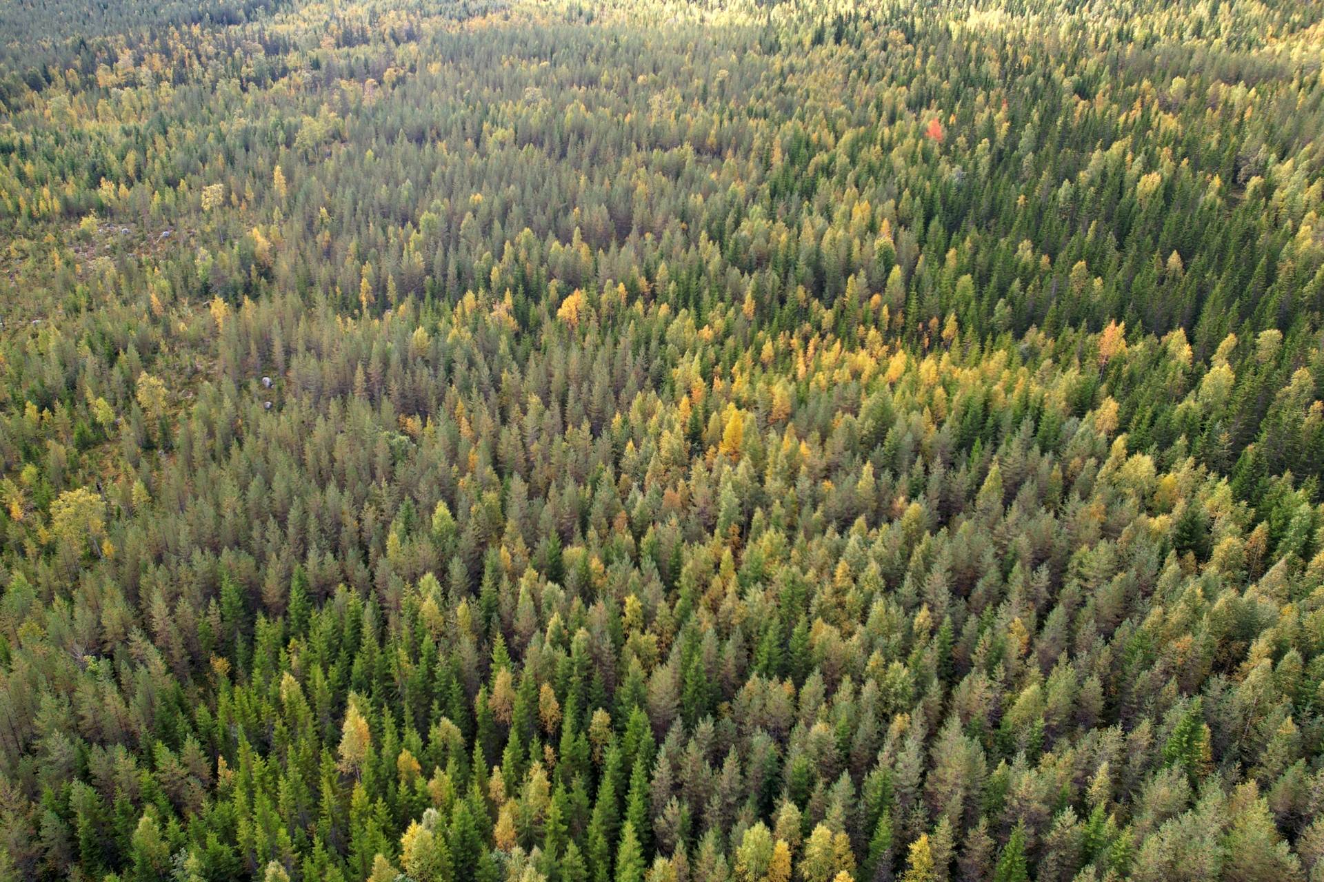 Gård/skog på RAGUNDA GEVÅG 2:44 Ragunda kommun - bild 7