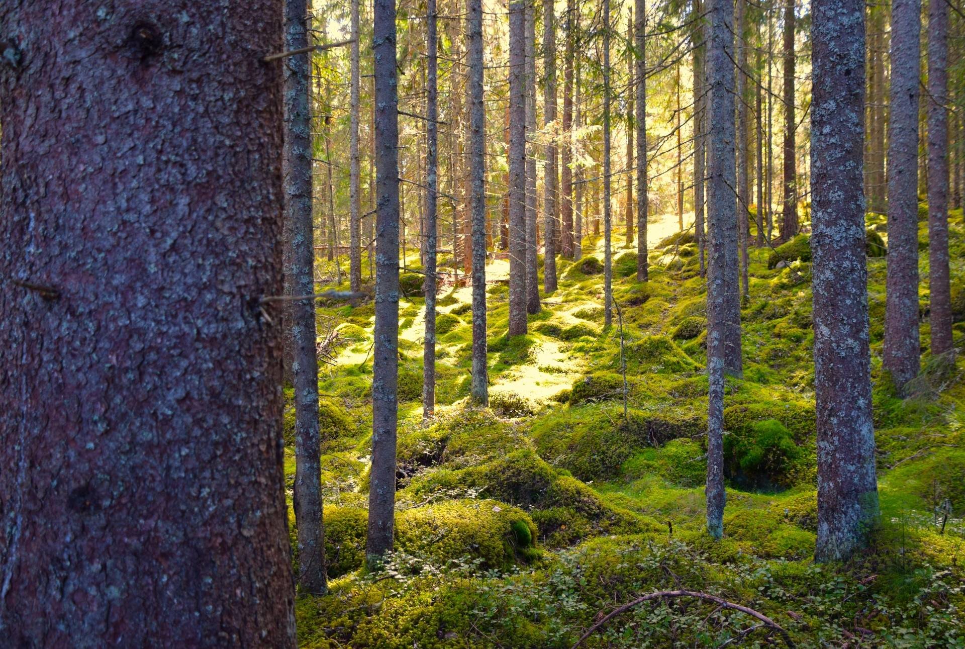 Gård med jordbruk på Snårbotten Laggartorp 23 Laggartorp Storfors kommun - bild 32