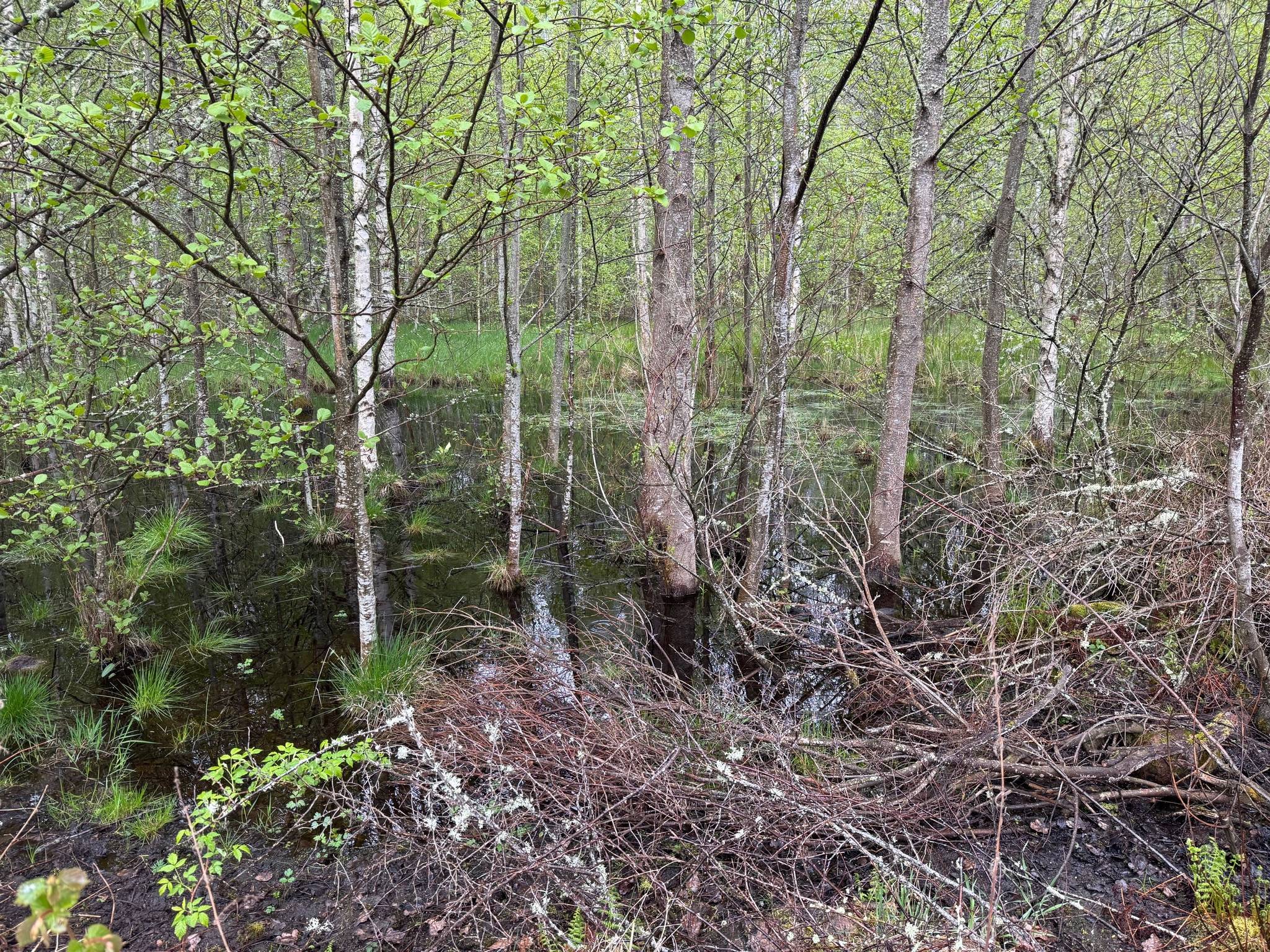 4 rum Gård/skog på Ålön Solhem 1 Vänern, Ålön Gullspångs kommun - bild 36