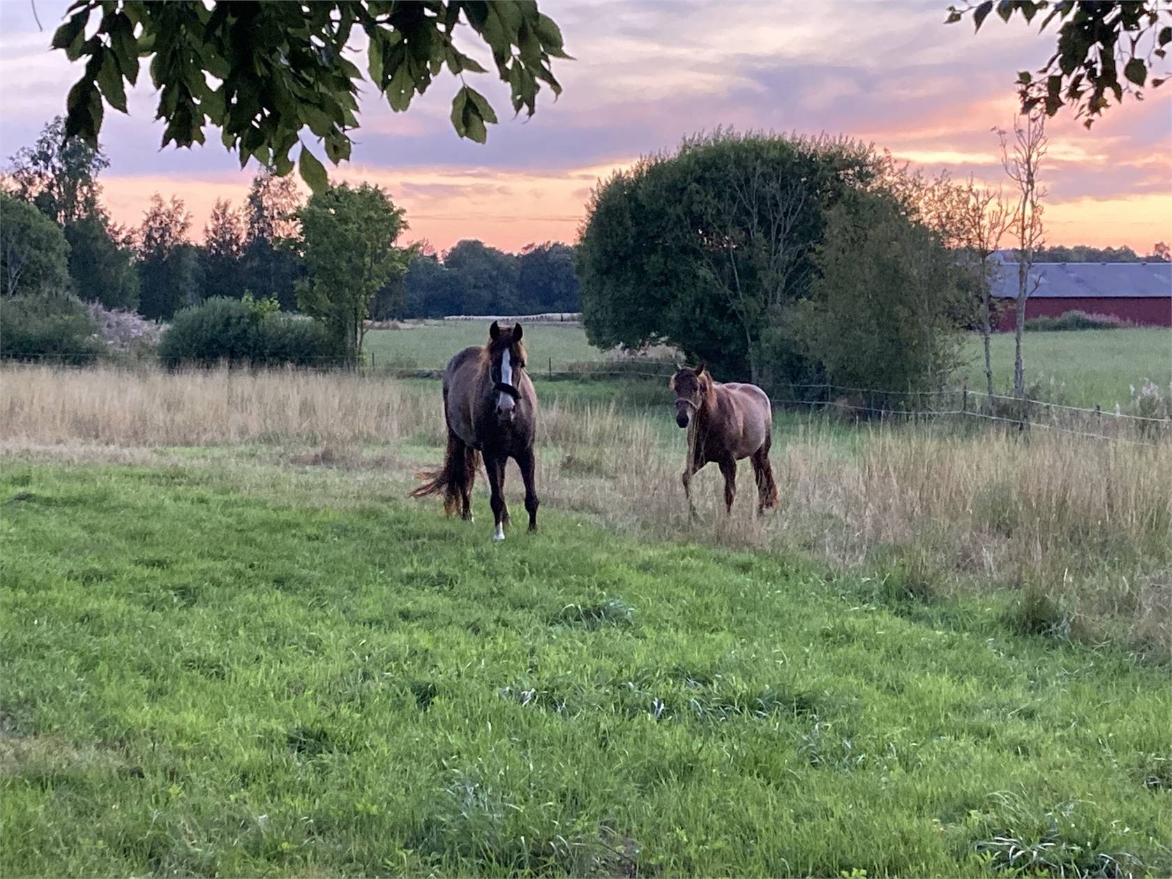 6 rum Gård utan jordbruk på Köinge 5365 Hörby Hörby kommun - bild 17