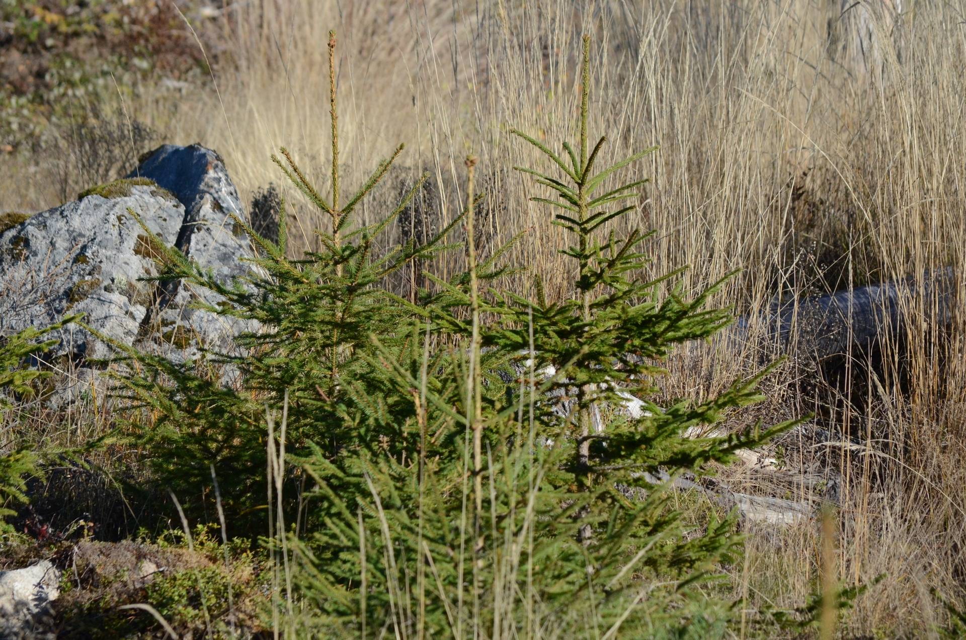 Gård med skogsbruk på Utanmyra Falu kommun - bild 27