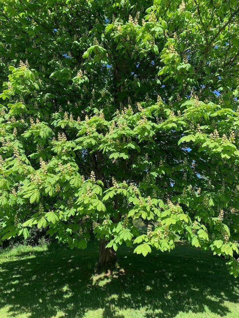 5 rum Villa på Vägasked 109 Norra Rörum Höörs kommun - bild 33