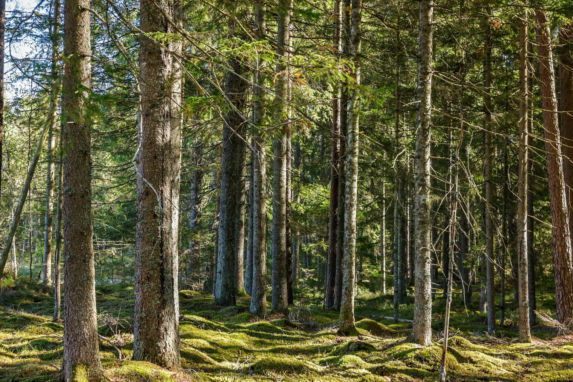 Gård/skog på SVENLJUNGA UGGLEBO 2:3 Örsås Svenljunga kommun - bild 6