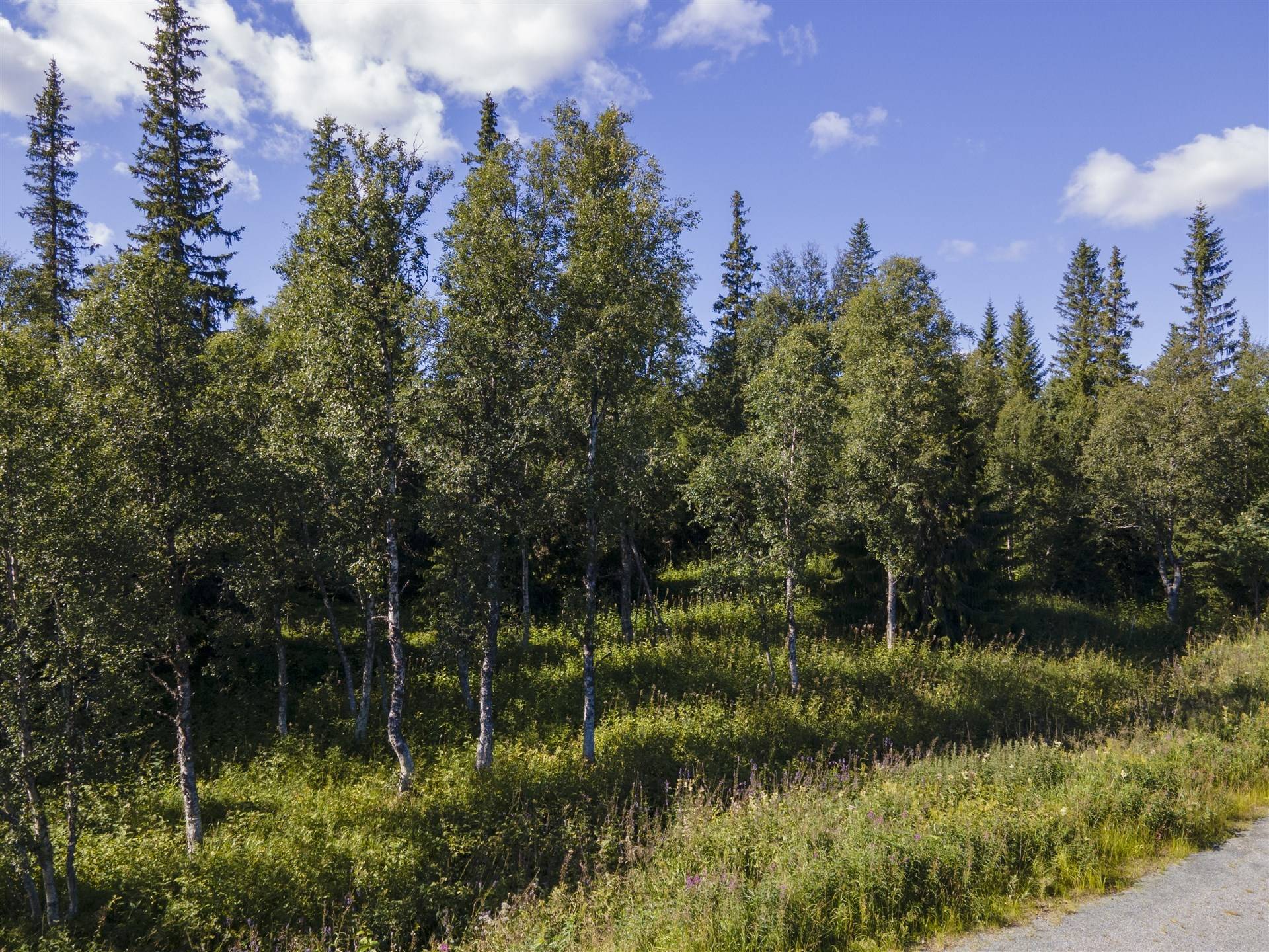 Tomt på Finnvallklumpen 136 Finnvallklumpen Åre kommun - bild 4