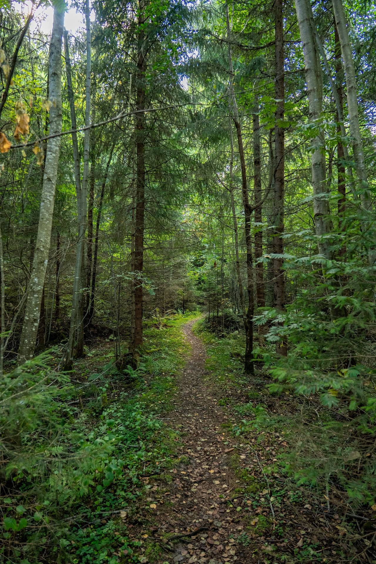Gård med skogsbruk på Siggerudsnäs Kils kommun - bild 32