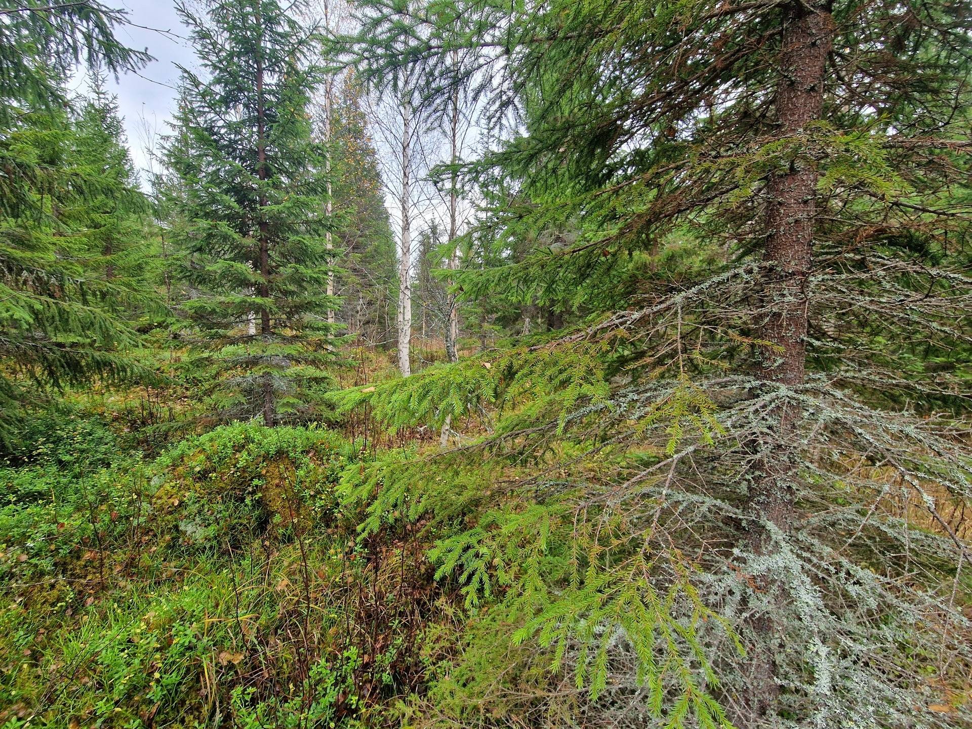 Gård med skogsbruk på BRÄCKE LUND 2:113 & 2:83 Sörbygden Bräcke kommun - bild 15