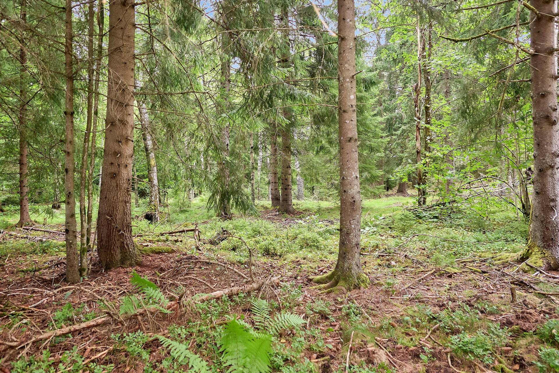 Gård/skog på Järbo Hassleryr 19 Högsäter Färgelanda kommun - bild 10