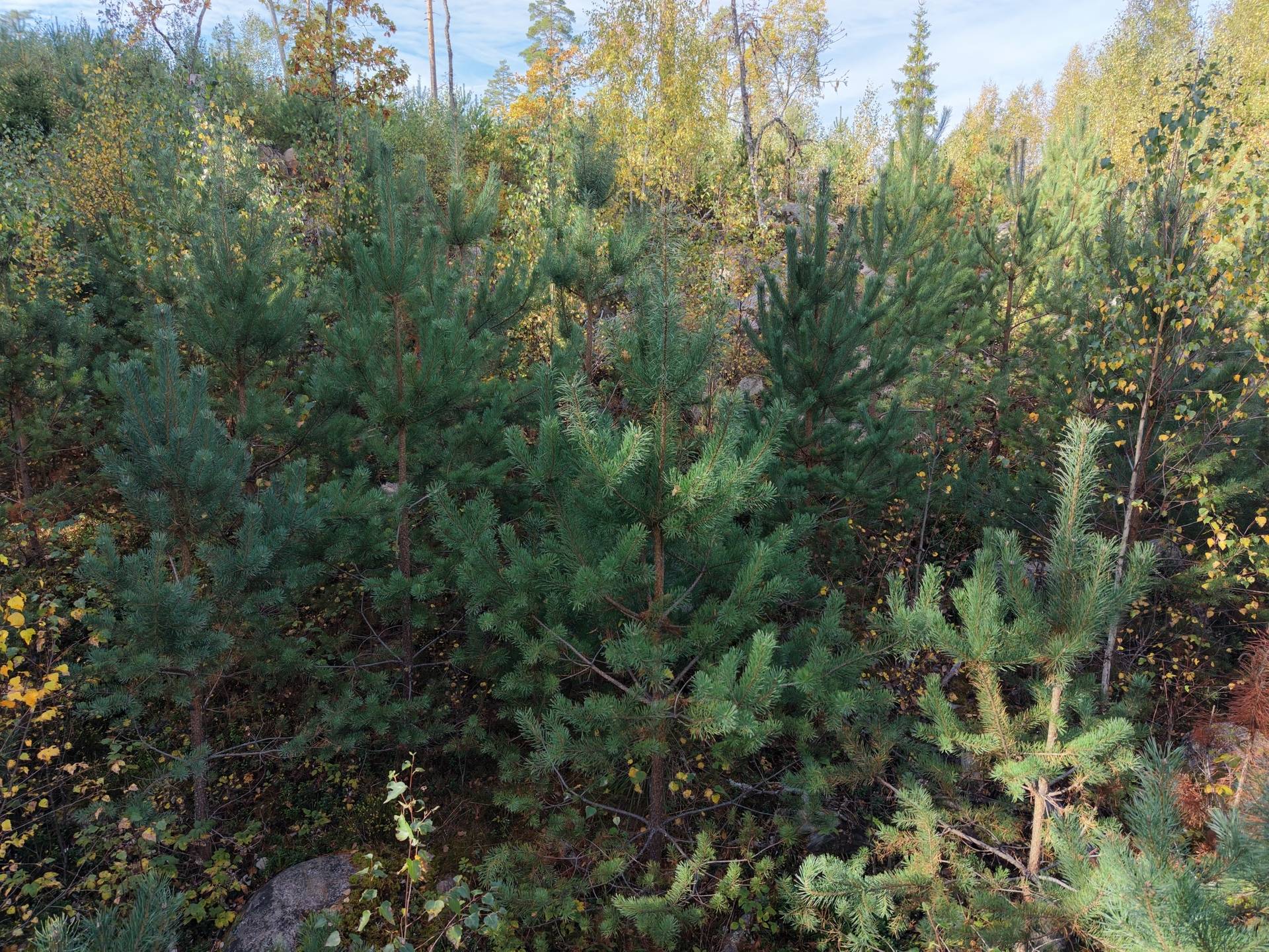 Gård med jordbruk på Vallingedal Nedergård Vallingedal Kinda kommun - bild 37
