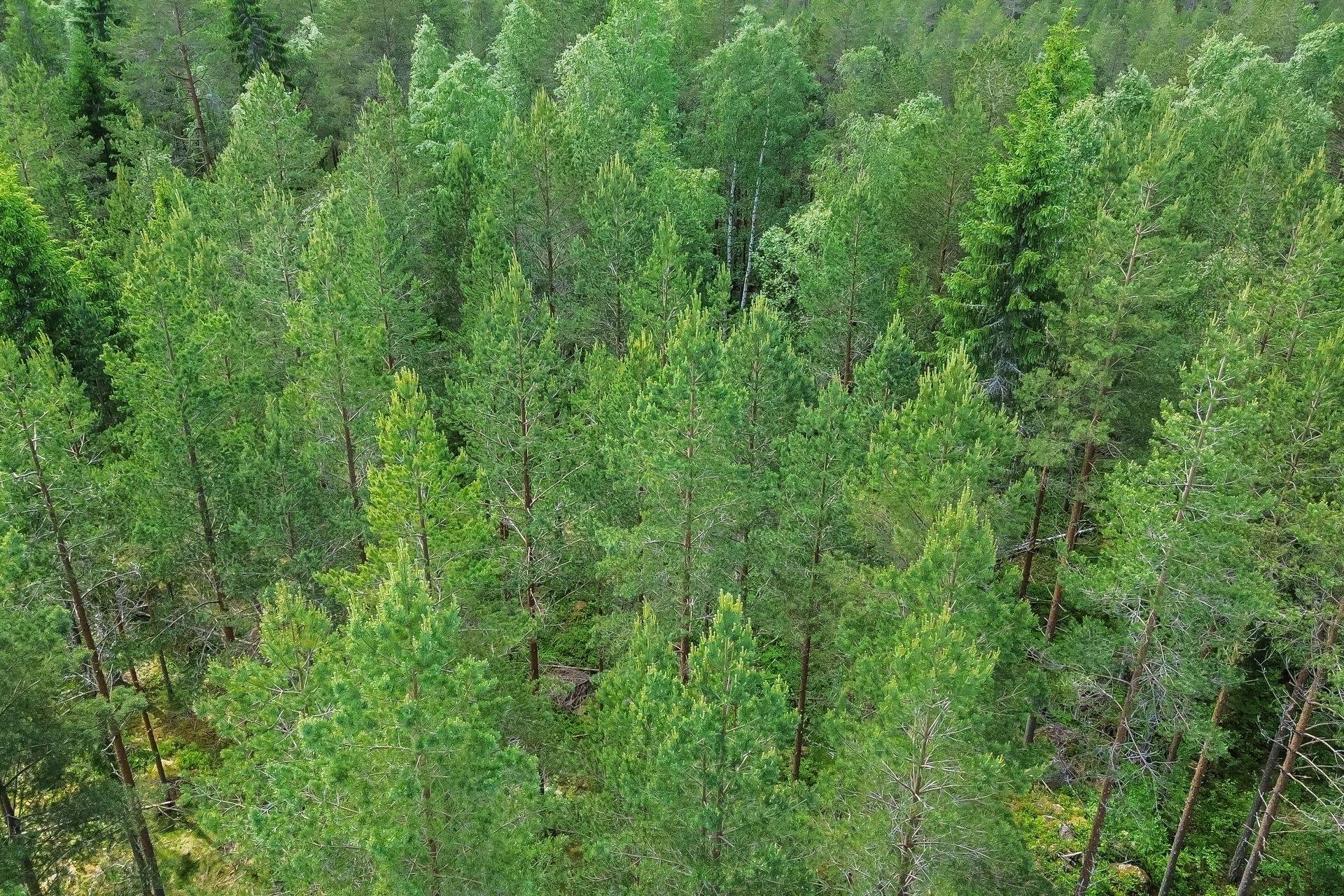 Gård med skogsbruk på Runes väg 5 Hofors kommun - bild 18