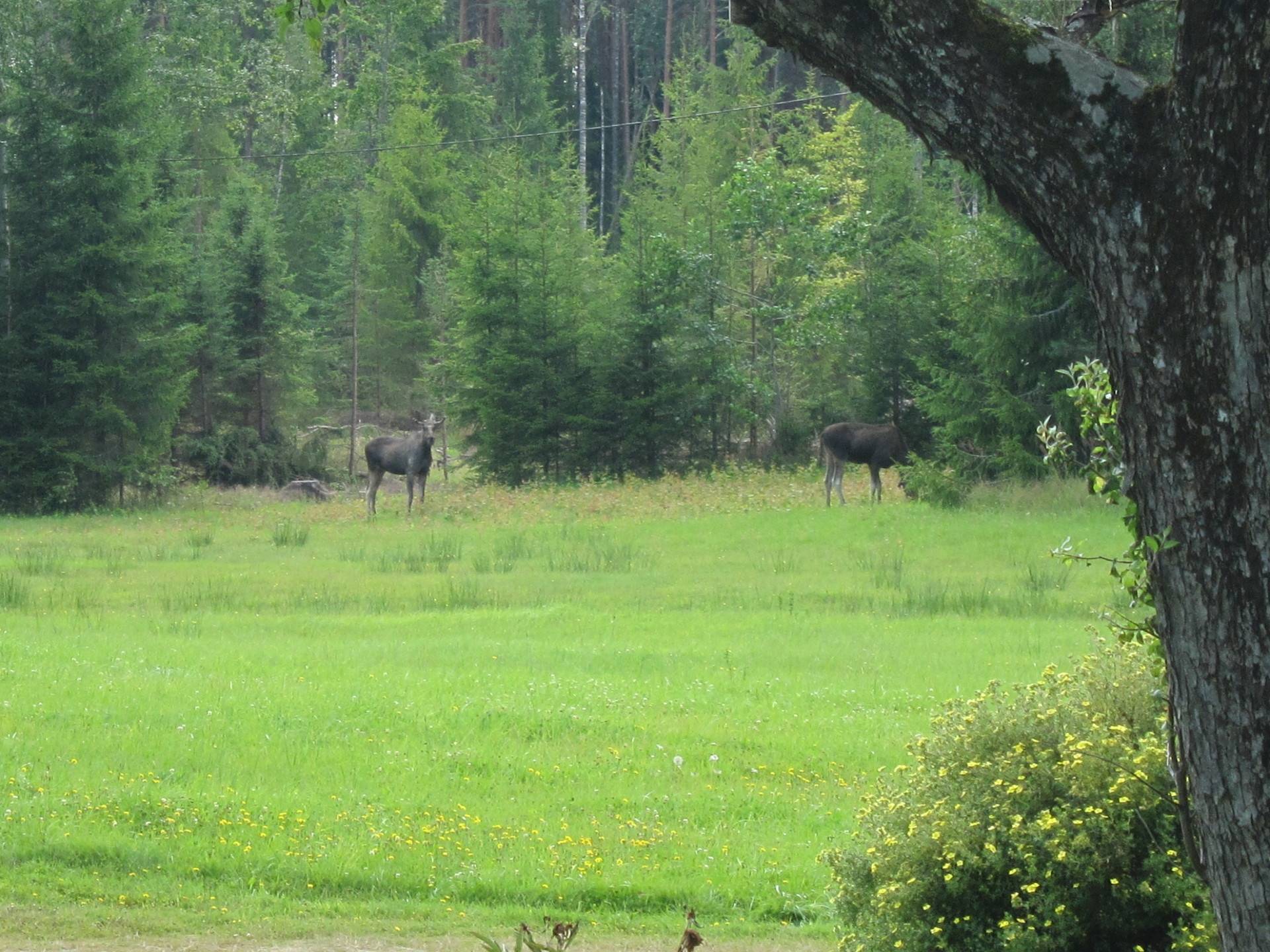 5 rum Gård utan jordbruk på Tydje Kroken 610 Vänern Åmåls kommun - bild 18