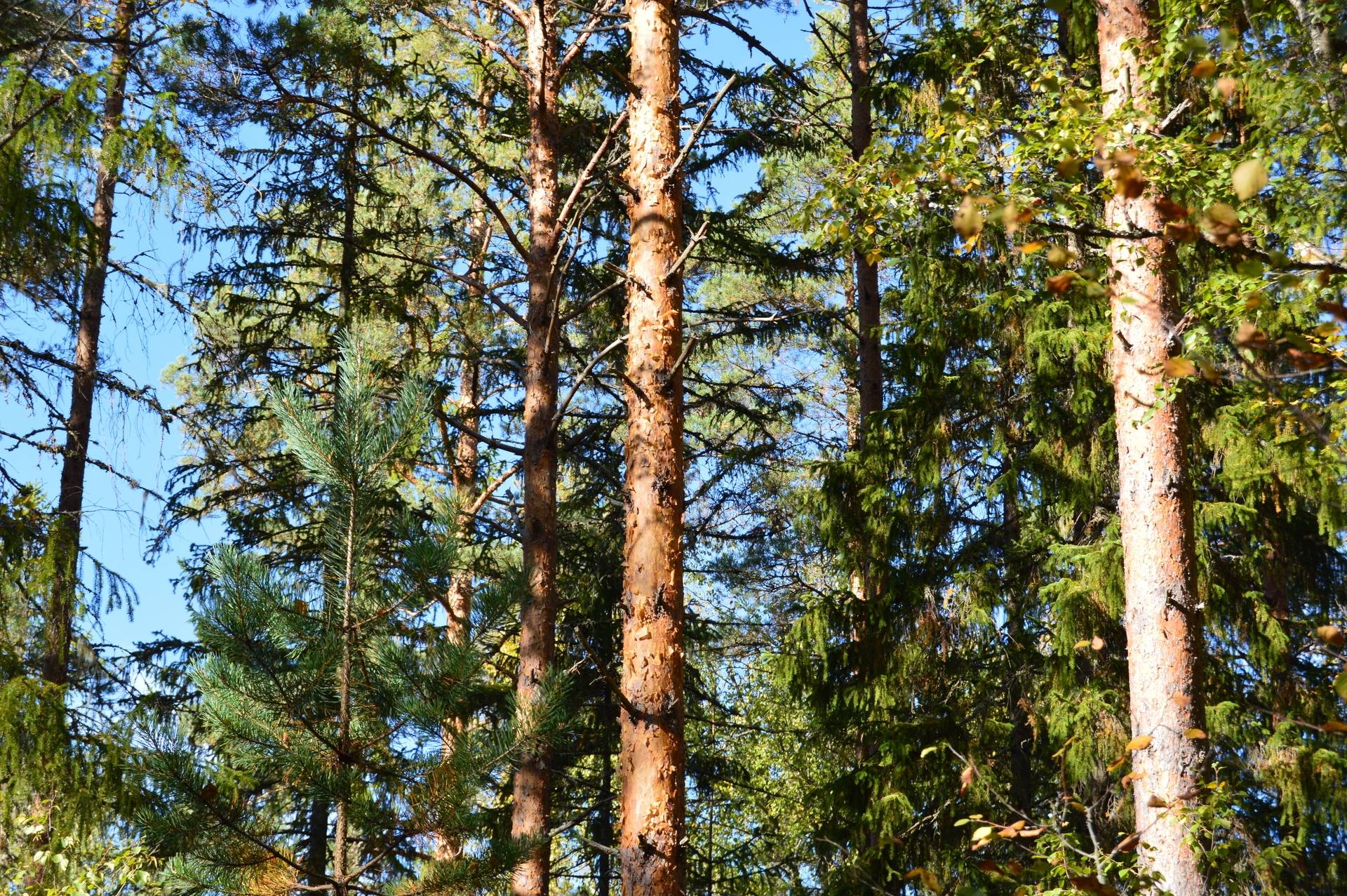 Gård med skogsbruk på Landtjärn Sandvikens kommun - bild 10