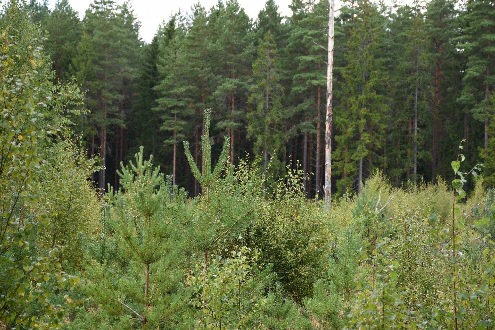 Gård med skogsbruk på Asby Släna 1 Dädesjö Växjö kommun - bild 7