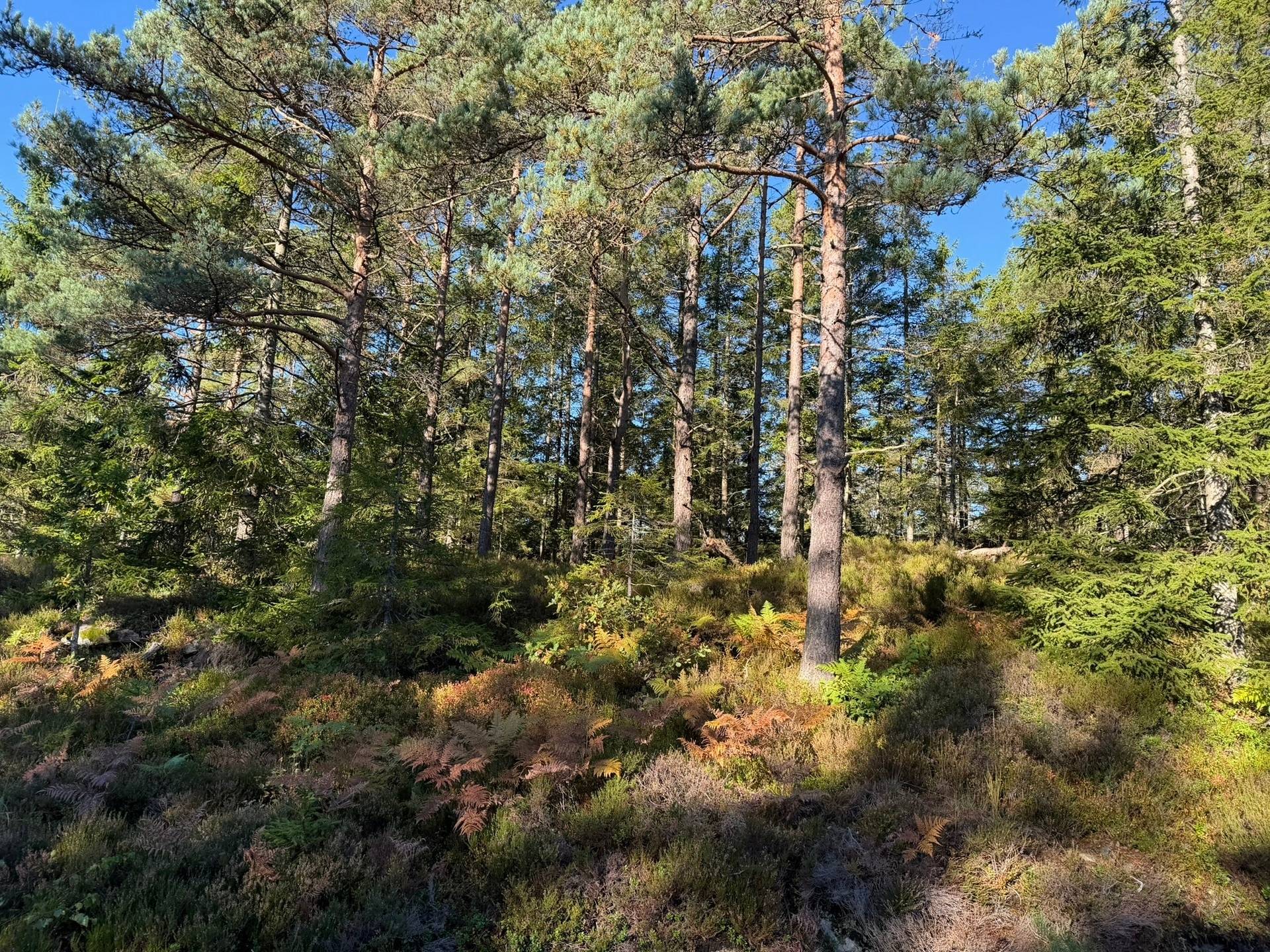 Gård/skog på Skogsfastighet i Hogstorp Hogstorp Uddevalla kommun - bild 11