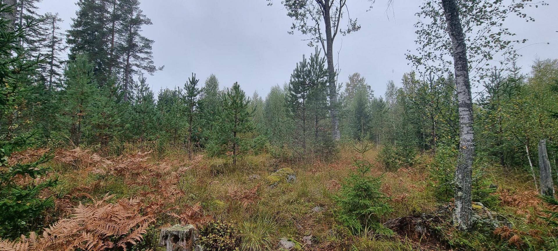 Gård/skog på Vamsta, intill naturreservatet Östhammars kommun - bild 12