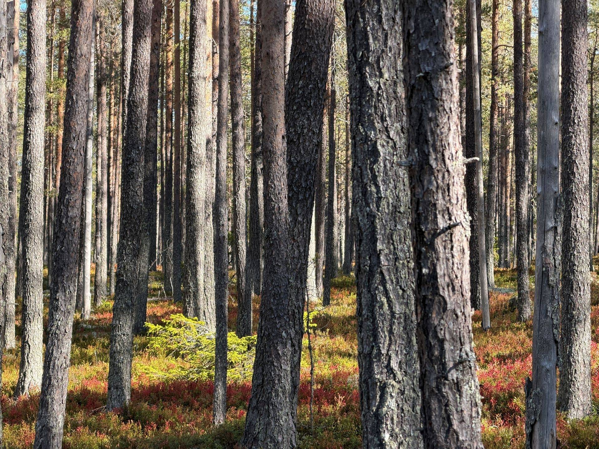 Gård/skog på Limbäck 89:3 Våmhus Mora kommun - bild 3