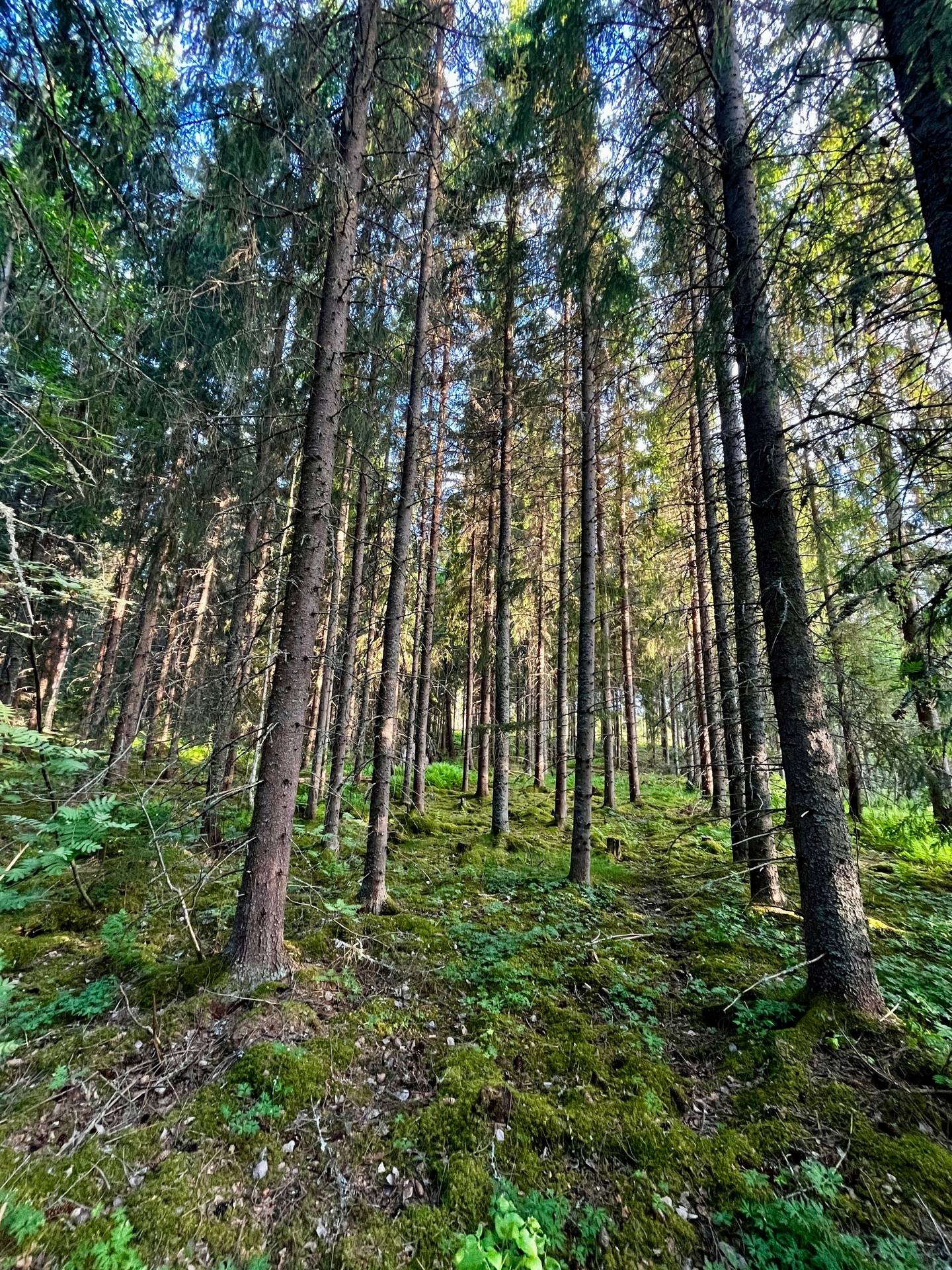 Gård utan jordbruk på Långsbyn Bergsveden 465 Bergsveden Hedemora kommun - bild 31