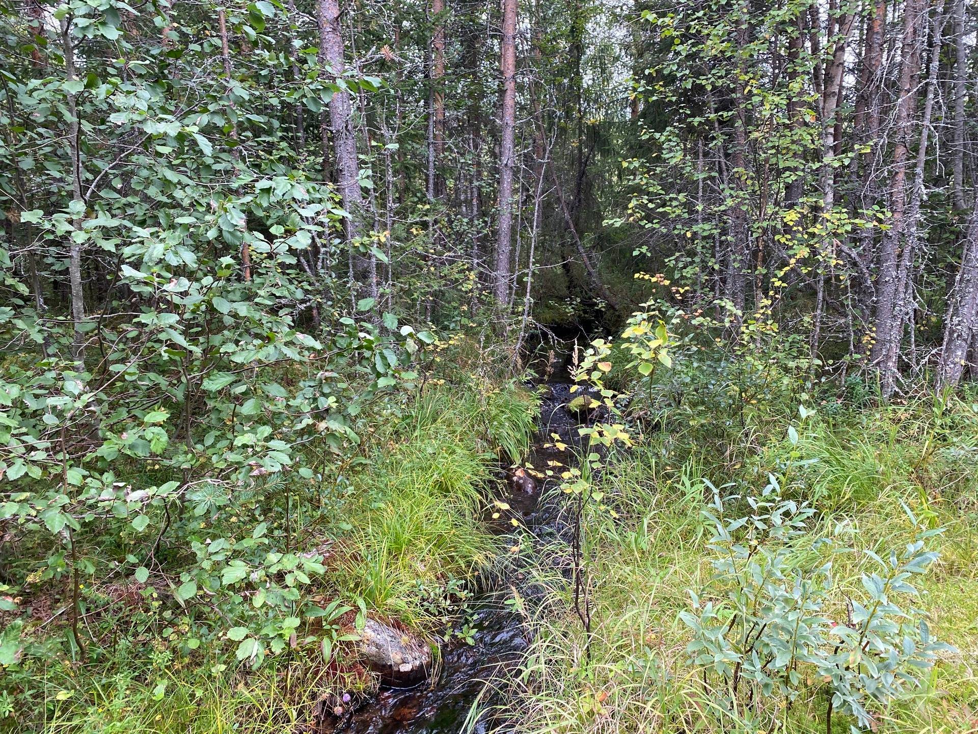 Gård/skog på Skärtjärn 4:6 - Särksjövägen Hägnåsen - Sildret Älvdalens kommun - bild 21