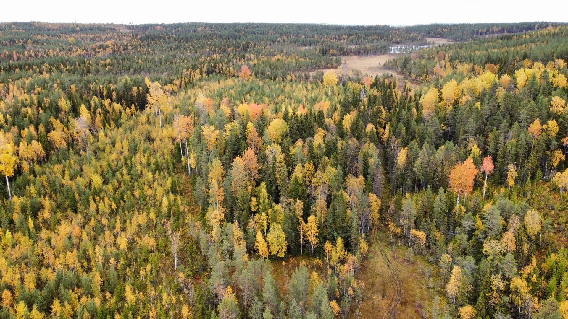 Gård/skog på LYCKSELE NORRBY 1:65 samt 5:1 Lycksele kommun - bild 8