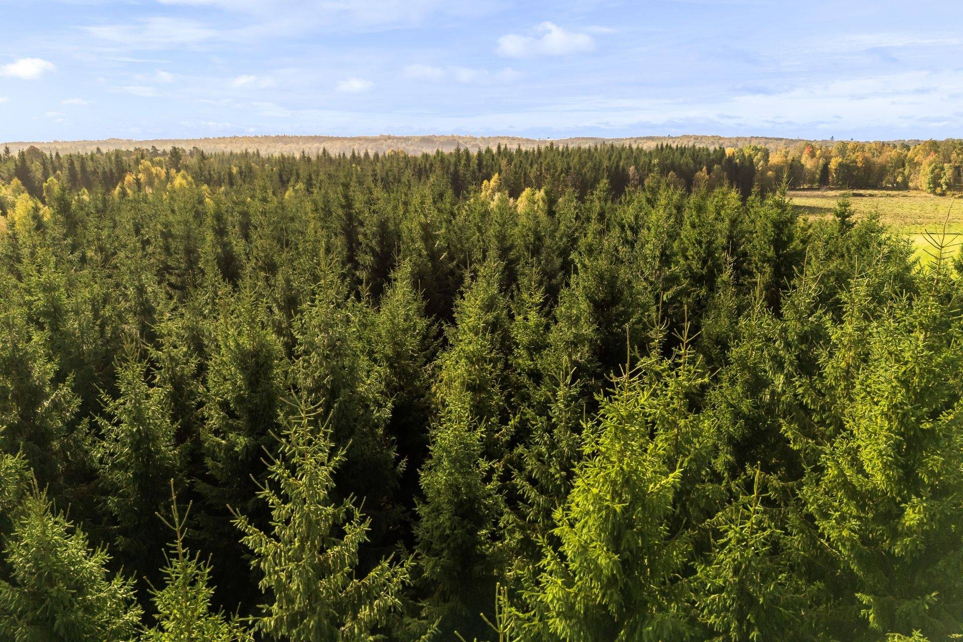 Gård/skog på Jägersborgsvägen Hässleholms kommun - bild 9