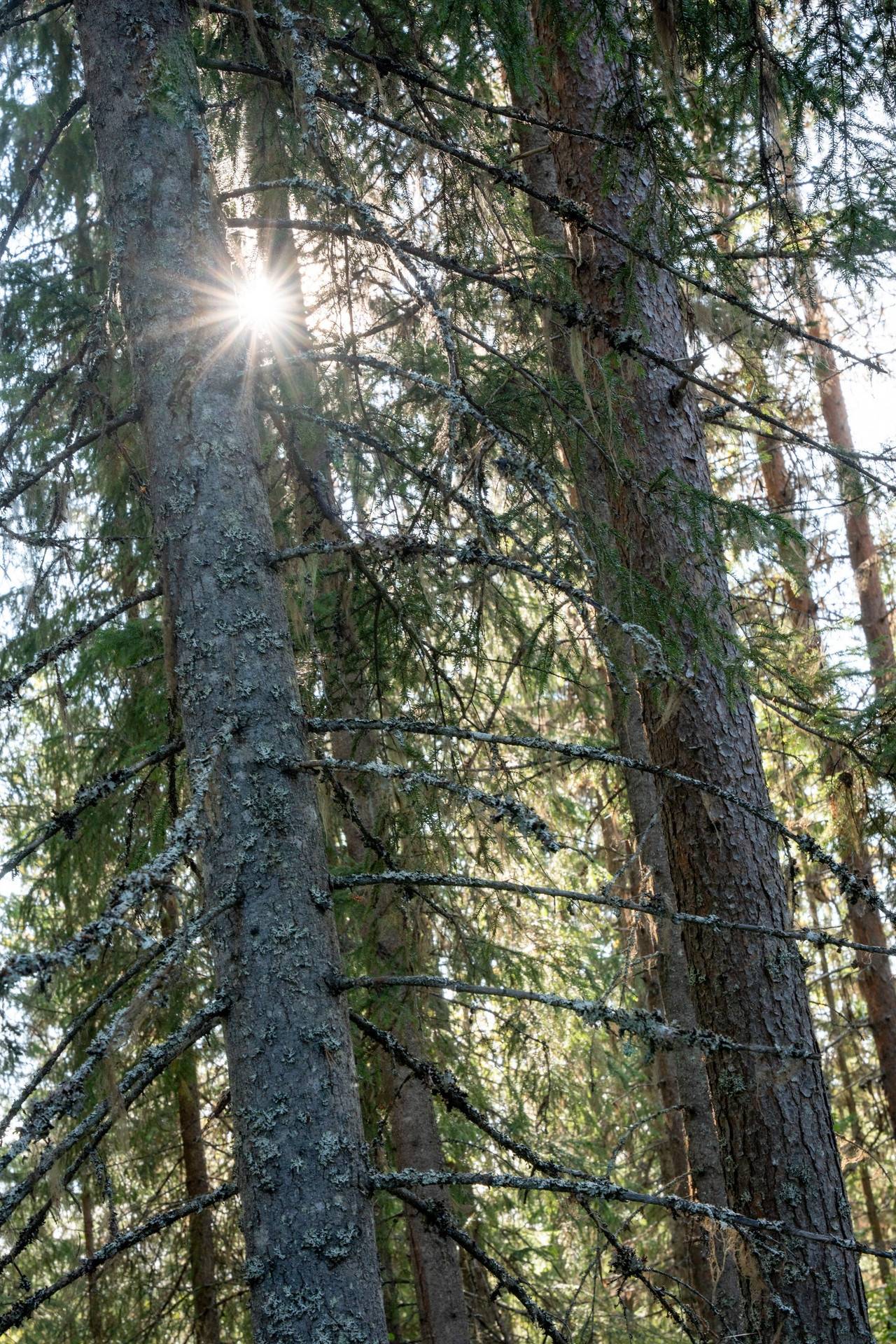 Gård med skogsbruk på Sollefteå Junsele-Vallen 2:9, Alderlund 1:11 & Junsele-Vallen 3:12 Sollefteå kommun - bild 15