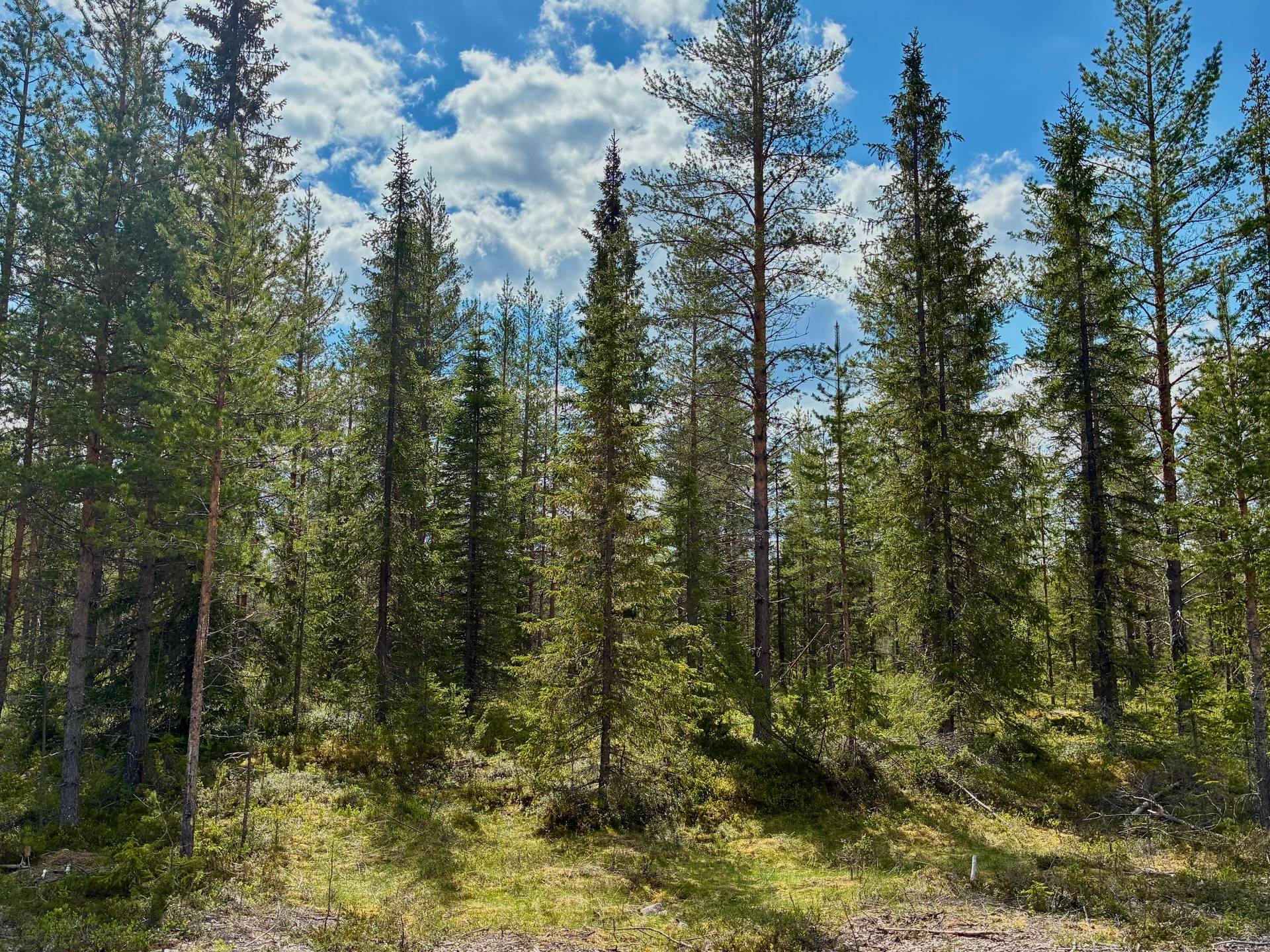 Gård med skogsbruk på Skog kring Tjärnberg Malå kommun - bild 8