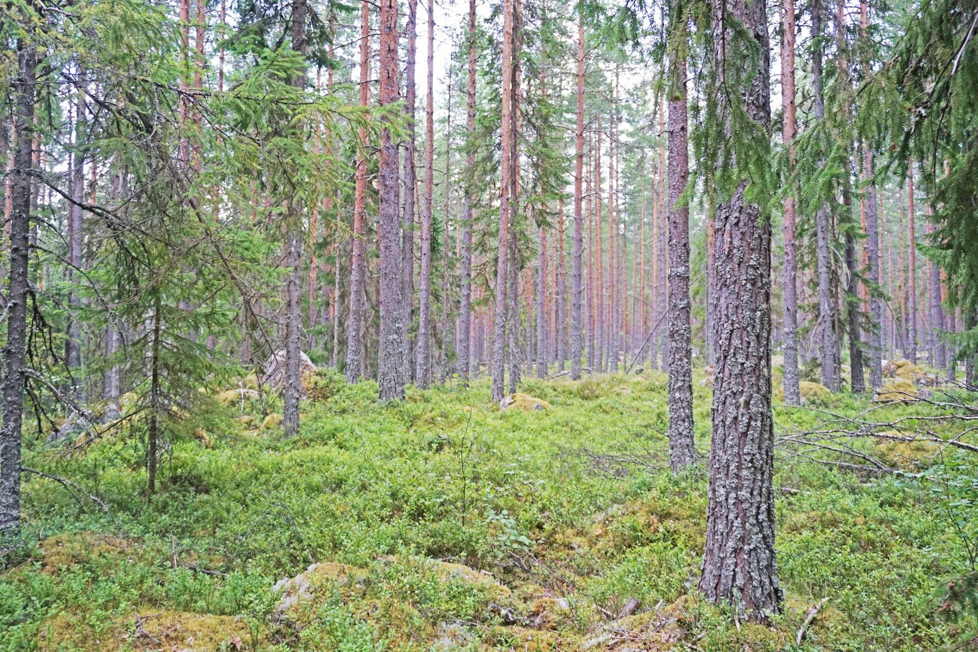 2 rum Gård med jordbruk på Oppli Ljusdals kommun - bild 73
