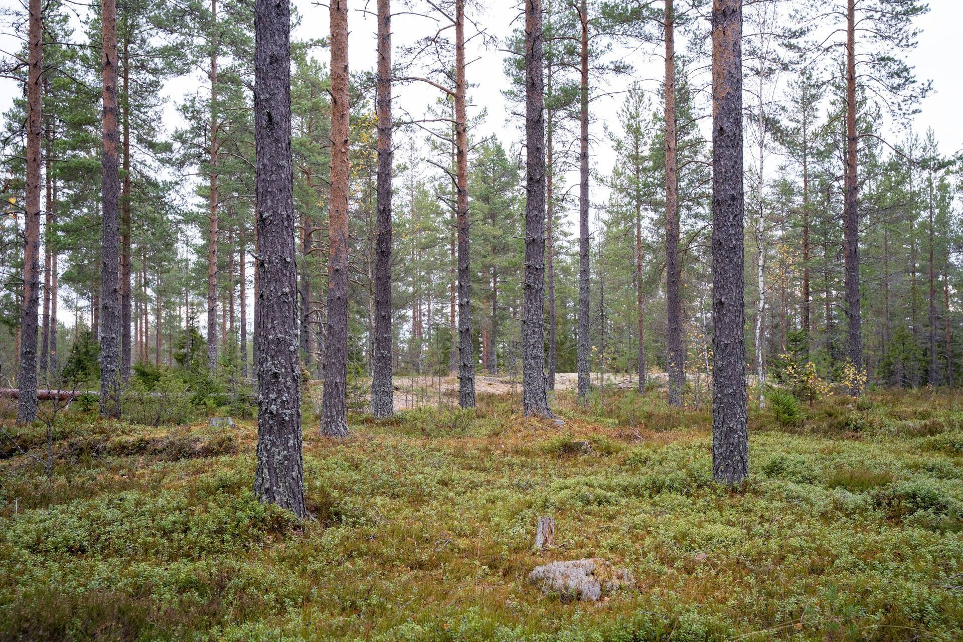 Husum, Örnsköldsviks kommun
