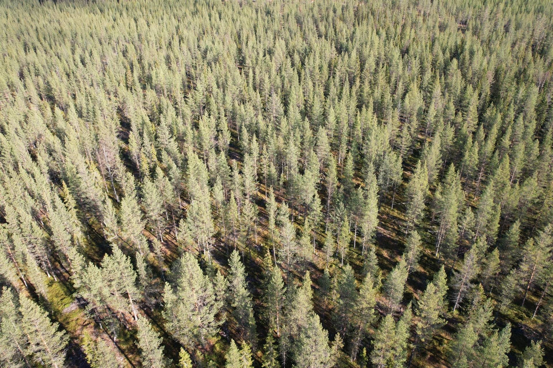 Gård/skog Malå Malå kommun - bild 3
