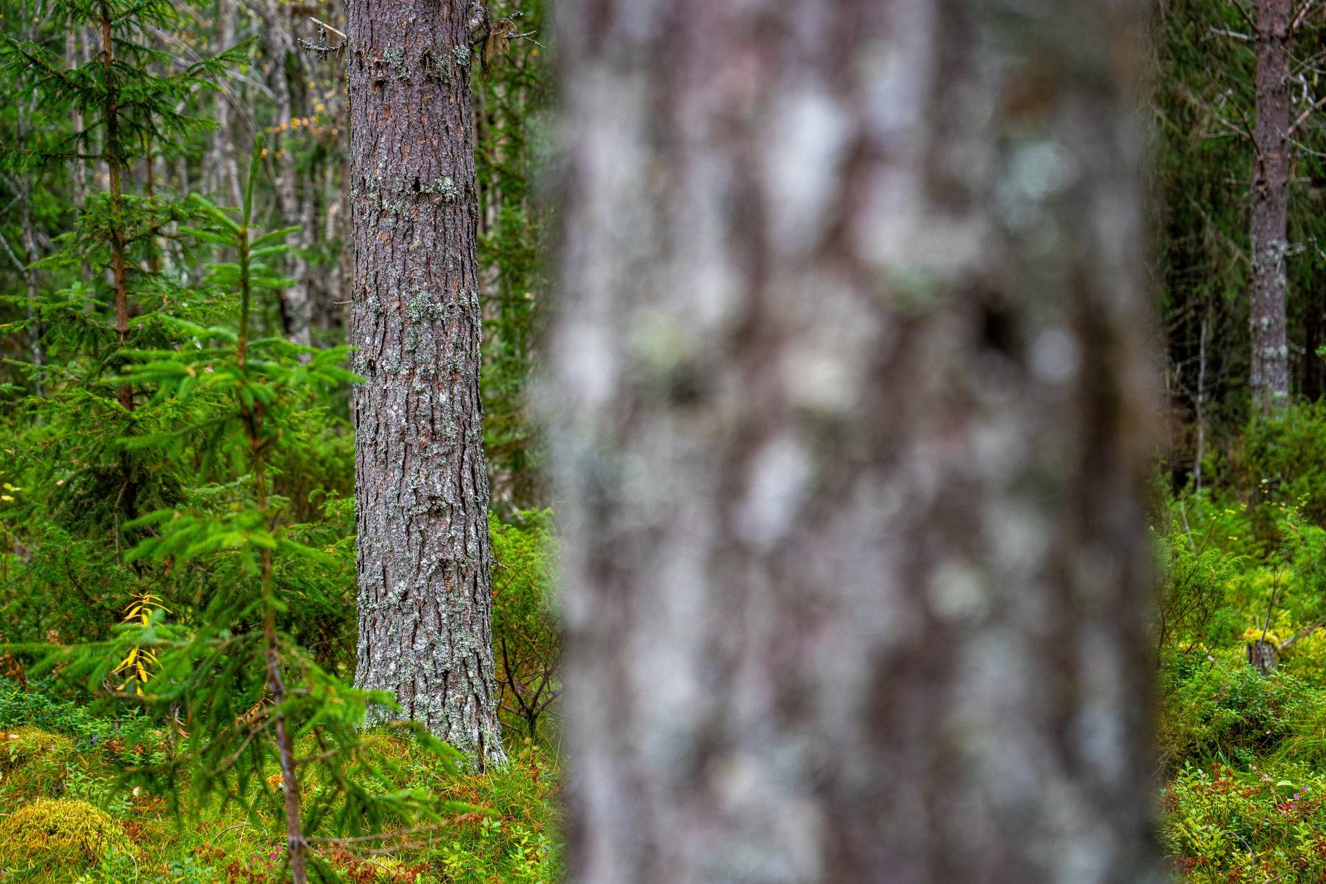 Gård/skog på Åberg Krokoms kommun - bild 11