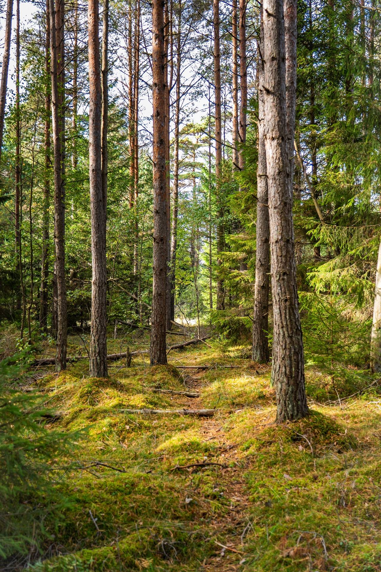 Gård med jordbruk på Övergården Säffle kommun - bild 40