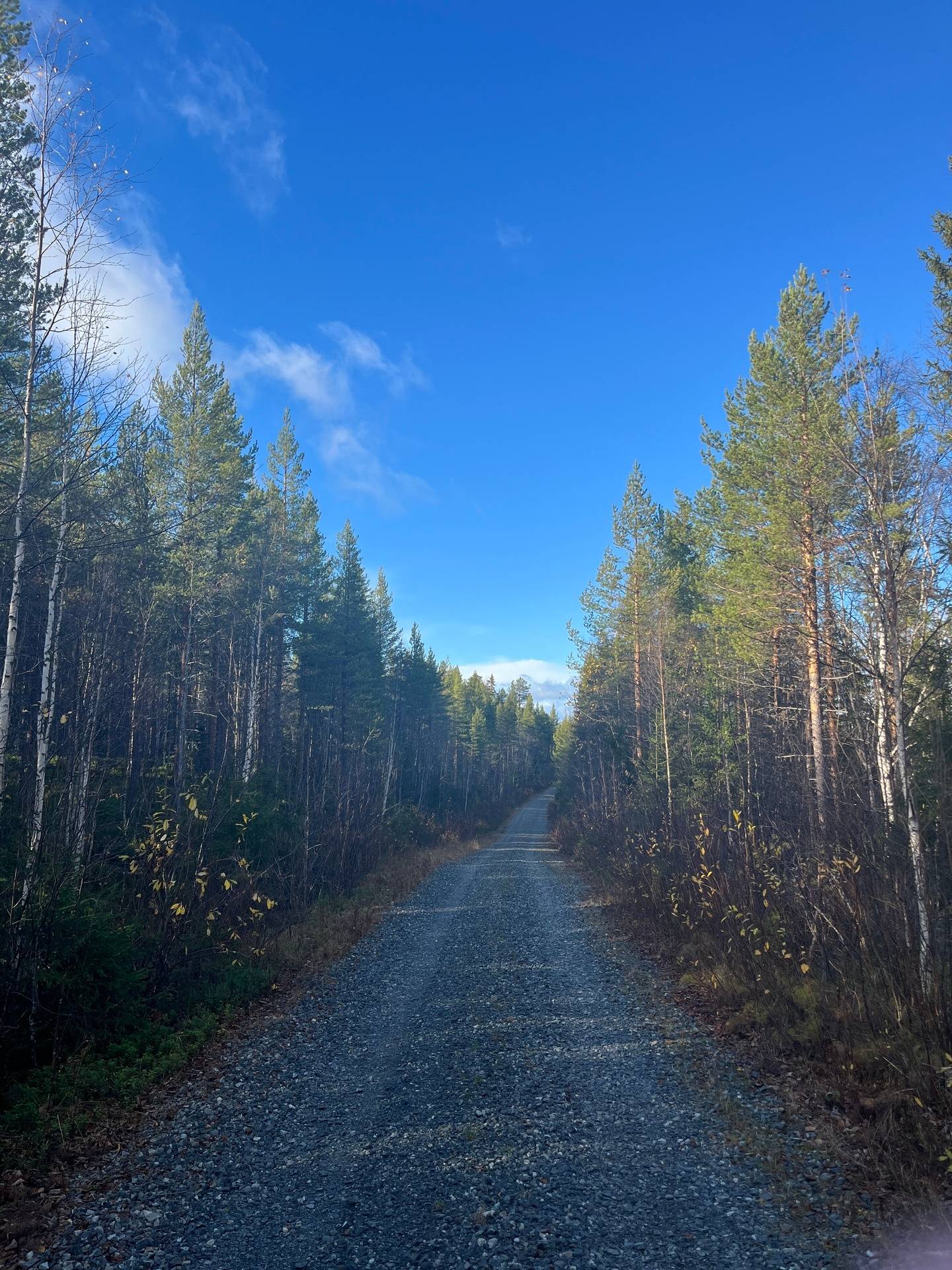 gård med skogsbruk på Adress saknas Gunnarn, Storumans kommun - bild 5