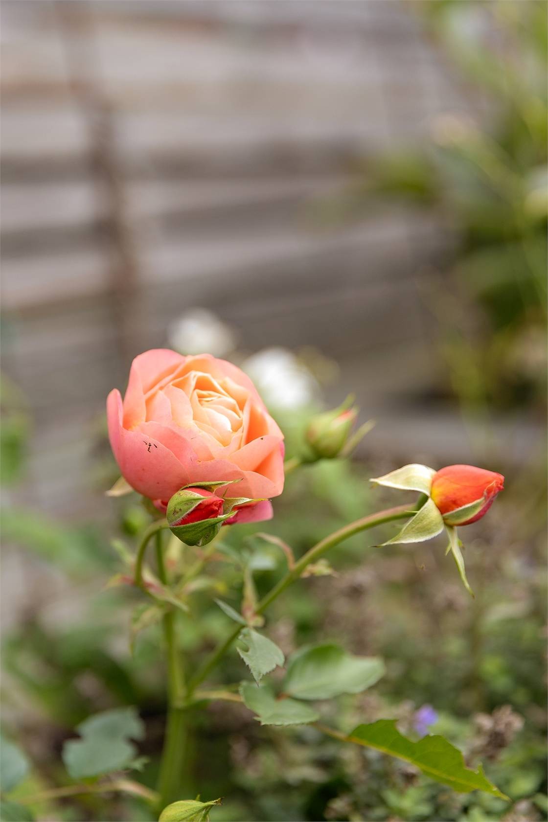 5 rum Radhus på Blomsterkungsvägen 142 Hässelby Norra Villastad Stockholms kommun - bild 12