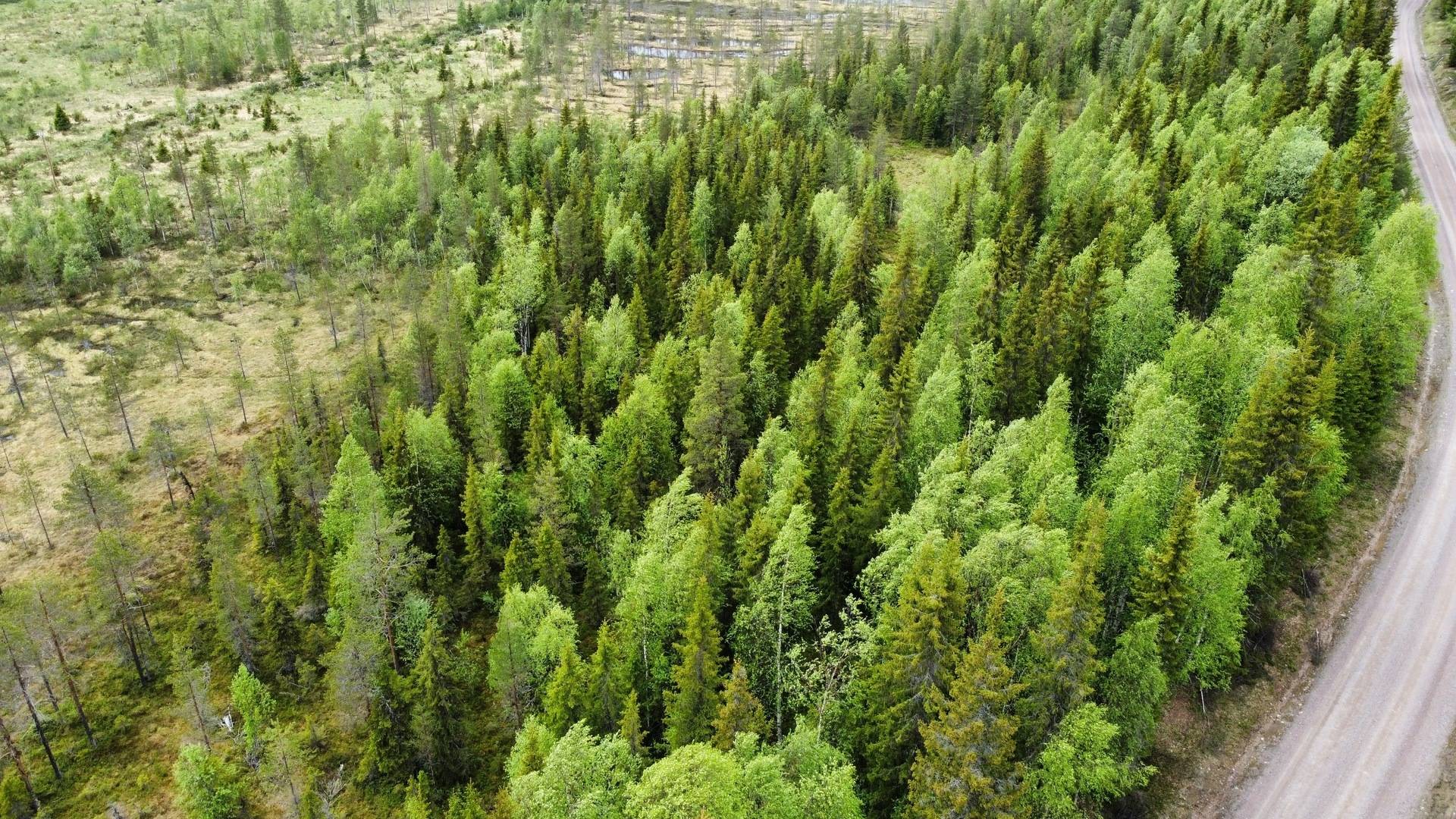 Gård/skog på Granberget Malå kommun - bild 5