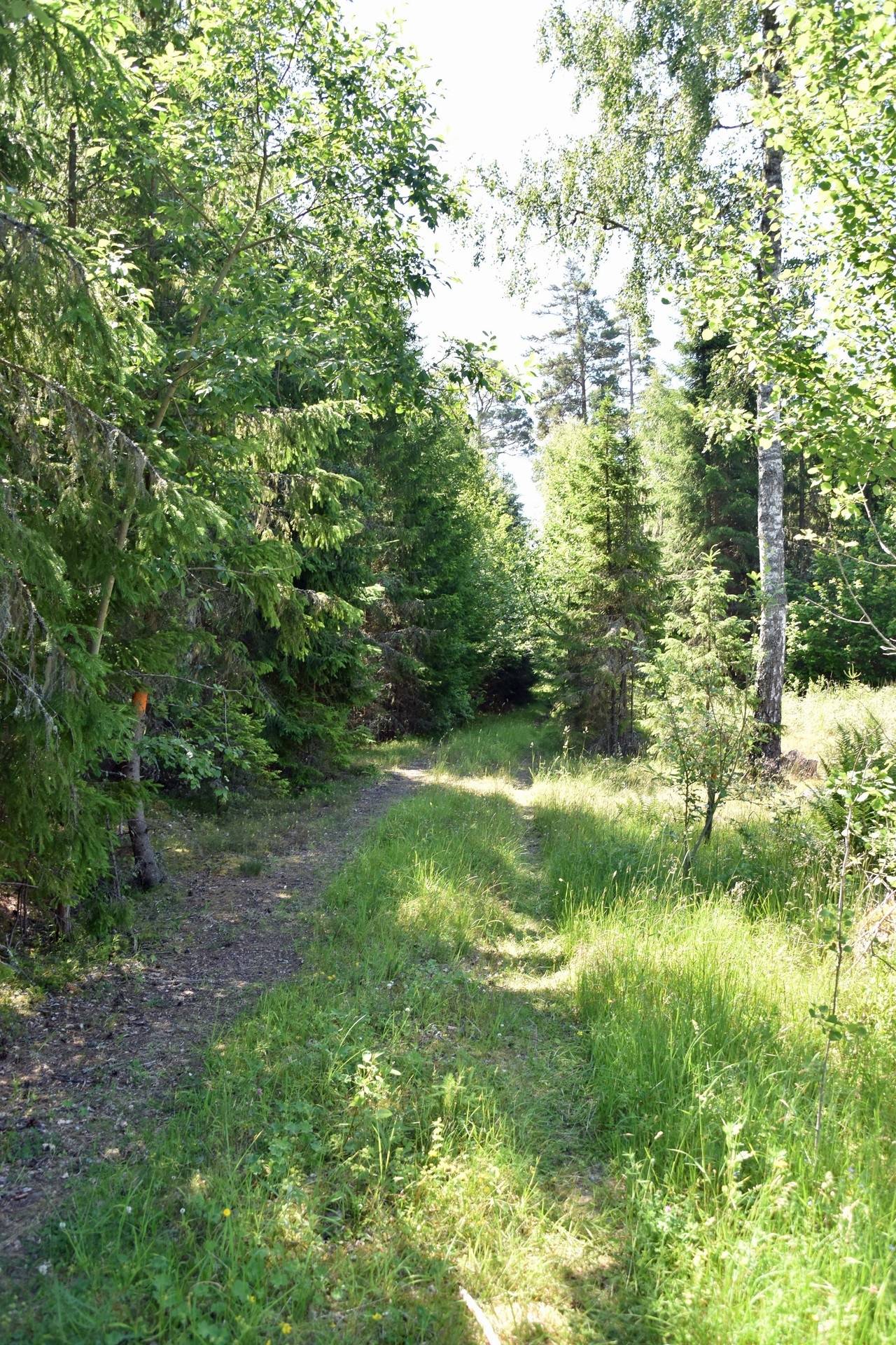 Gård/skog på Trehörna Fågeltorp 1 Ödeshögs kommun - bild 6