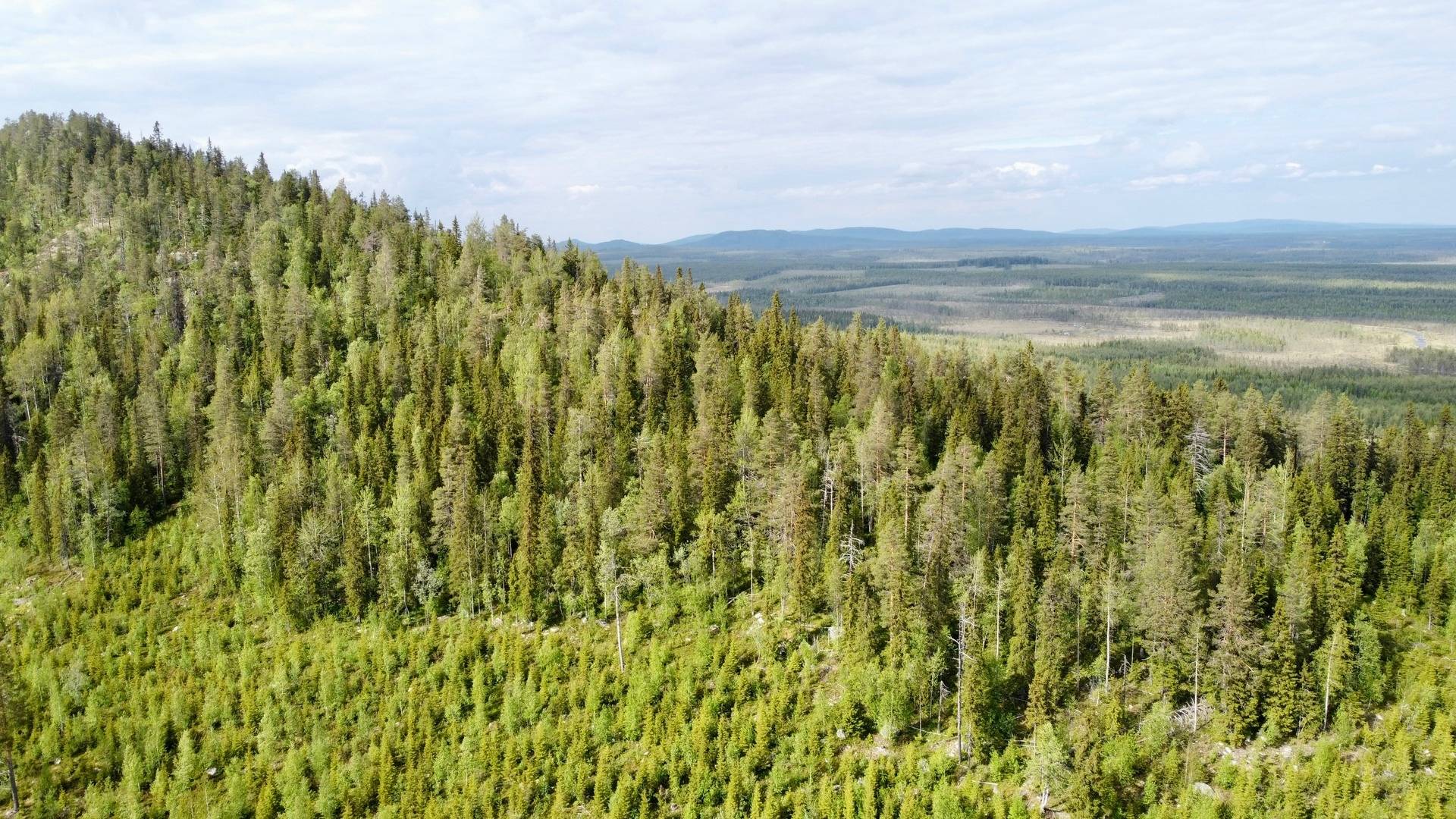 Gård/skog på Granberget Malå kommun - bild 7