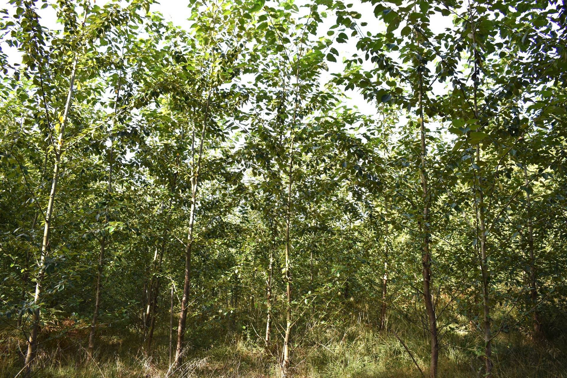 Gård med skogsbruk på Gårdsryd 1:2, 3:2 Gårdsryd Nybro kommun - bild 31