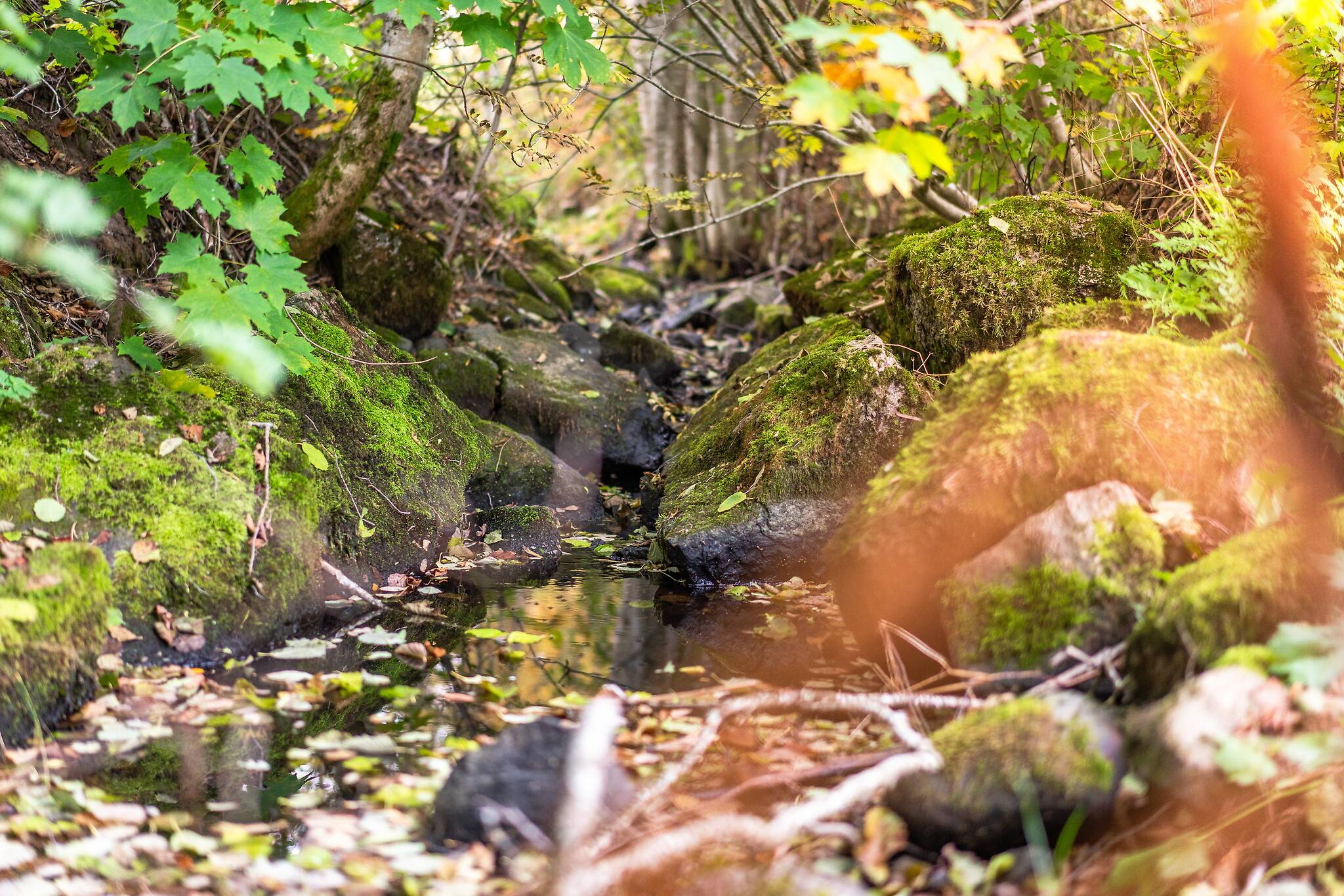 5 rum Gård med jordbruk på Gulleråsen Furudalsvägen 558 Gulleråsen Rättviks kommun - bild 45