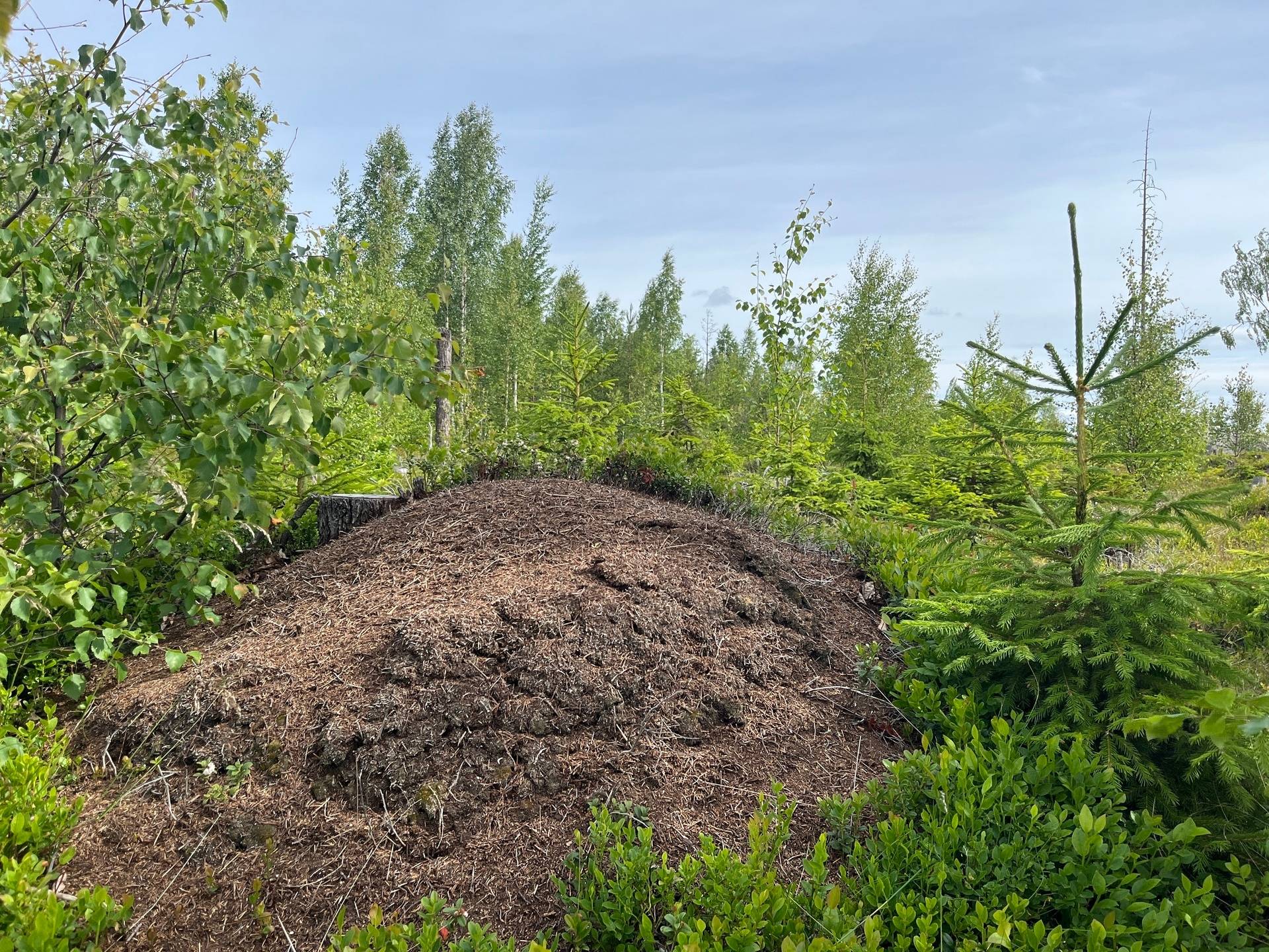 Gård med skogsbruk på Högheden 41:1 Älvsbyn Älvsbyns kommun - bild 8