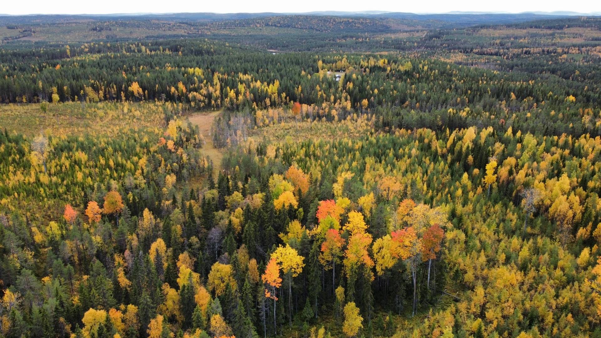 Gård/skog på LYCKSELE NORRBY 1:65 samt 5:1 Lycksele kommun - bild 9
