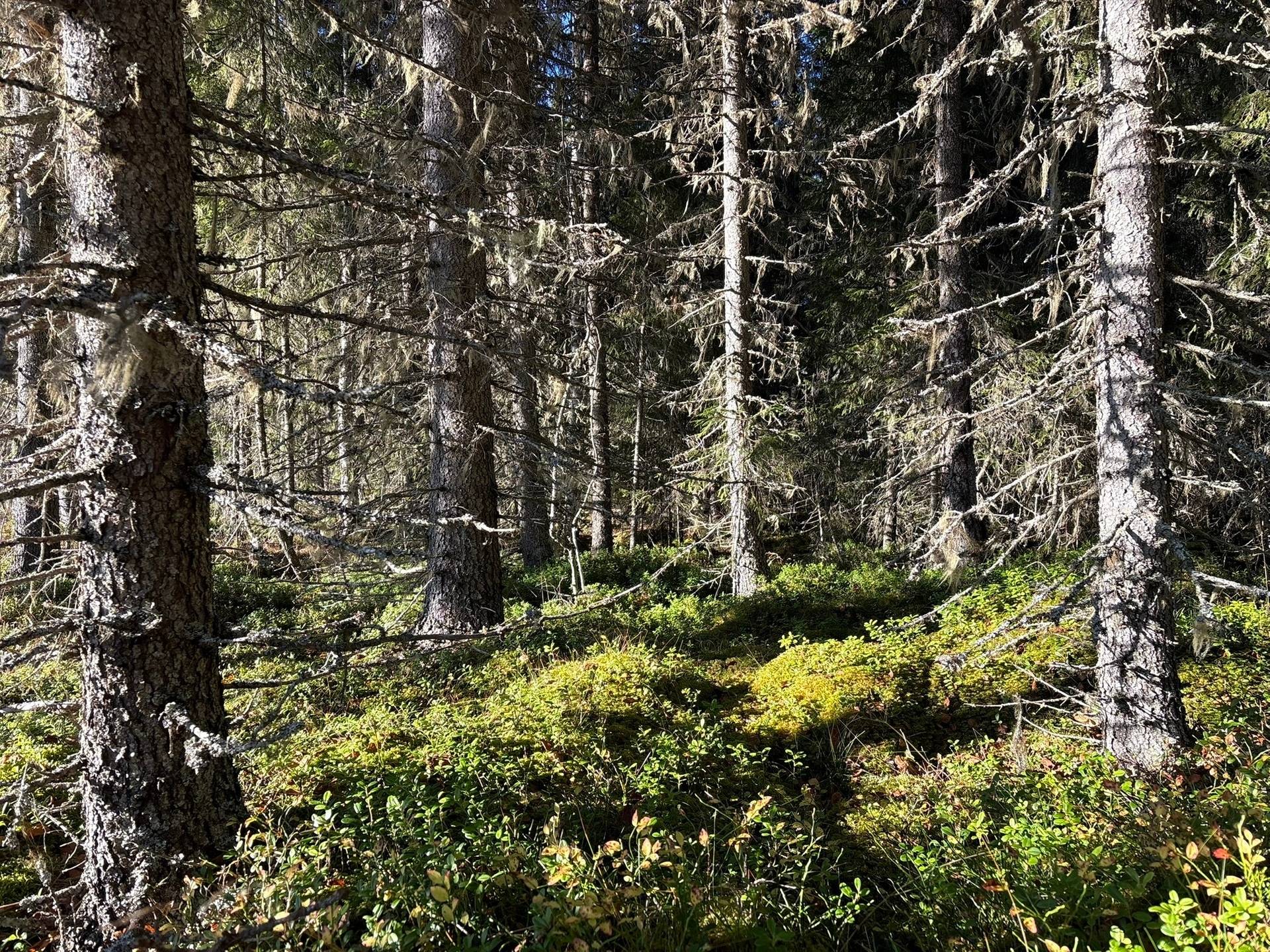 Gård/skog på Granön 4:6 Vindelns kommun - bild 18
