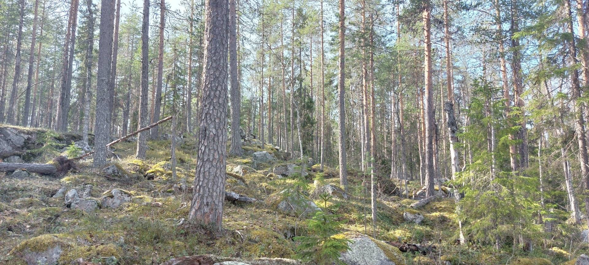 Gård med skogsbruk på Boden Gunnarsbyn 7:20 Gunnarsbyn Bodens kommun - bild 3